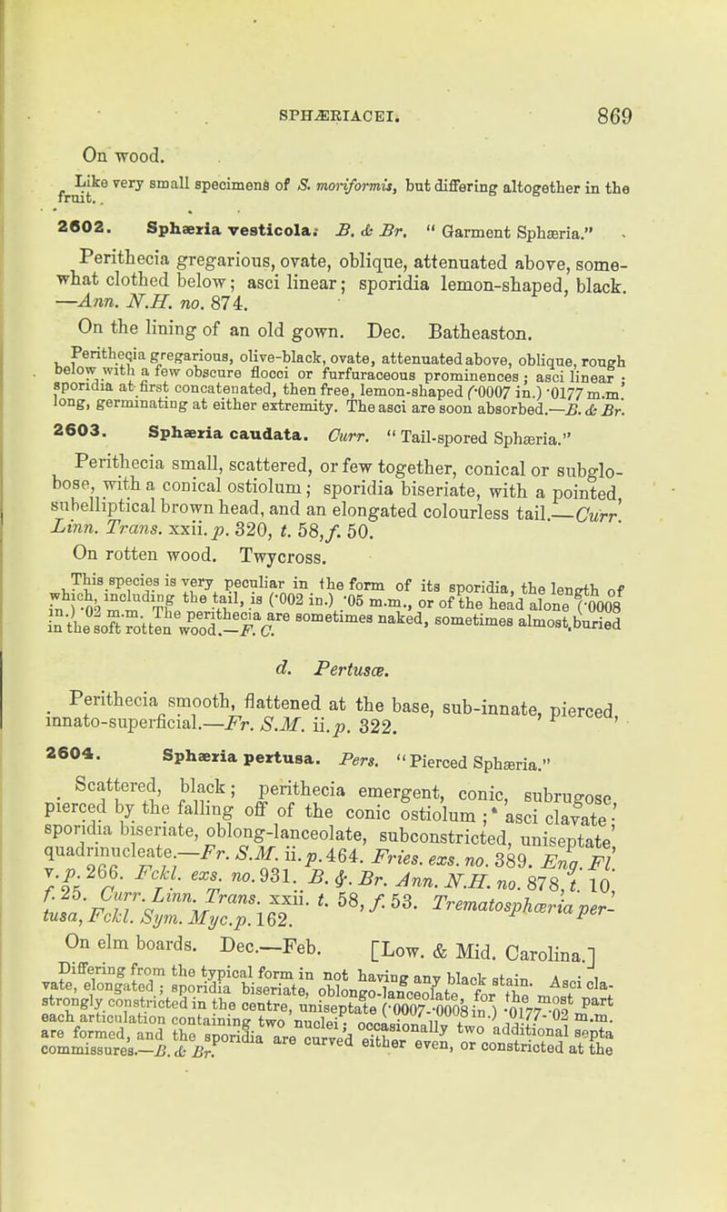 On wood. fi-Tjit^^ ^^^^ specimens of S. moHformis, but differing altogether in the 2602. Sphaeria vesticola; B.&Br.  Garment Sph^ria. Perithecia gregarious, ovate, oblique, attenuated above, some- what clotbed below; asci linear; sporidia lemon-sbaped, black —Ann. N.H. no. 87 i. On the lining of an old gown, Dec. Batheaston. Peritheqia gregarious, olive-black, ovate, attenuated above, obUque, rouffh . below with a few obscure flocci or furfuraceous prominences : asci linear • sporidia at- farst concatenated, then free, lemon-shaped (-OOO? in.) -0177 m m' Jong, germinating at either extremity. The asci are soon absorbed.—5. tfc £r. 2603. Sphaeria caudata. Curr.  Tail-spored Spharia. Peritbecia small, scattered, or few together, conical or subglo- bose, with a conical ostiolum; sporidia biseriate, with a pointed subelhptical brown head, and an elongated colourless tail —Curr Linn. Trans, xxii.p. 320, t. 58,/. 50. On rotten wood. Twycross. This species is very peculiar in ihe form of its sporidia, the length of which including the tail, is (-002 in.) '05 m.m., or of the head abne f0008 in^he'Lft ^oltSTot-Tr almost.bSi d. PertuscB. _ Peritbecia smooth, flattened at the base, sub-innate, pierced mnato-superficial.—i^r. S.M. ii.p. 322. 2604. Sphaeiria pertusa. Pers.  Pierced Spbaria. • ^^'^^^^^^i' f^i^-^ peritbecia emergent, conic, subrugose pierced by the falling off of the conic ostiolum asci clS sporidia biseriate, oblong-lanceolate, subconstricted, uniseptate! quadrinucleate -i^n S.M u. p. 464. Fries, exs. no. 389. Eng. F . f.^h. Curr. Lmn. Trans, xxii. t. 58,/. 53. TrematosplcBria per- tusa, FcU. Sym. Myc.p. 162. ^ On elm boards. Dec.-Feb. [Low. & Mid. Carolina 1 vaqriaJ^- Z^i^ oMn^c:o«^t- are formed, and the sj^rilia are ^rve^ T ^^f'}^^^^^^^^ commissures.—^.(£; Br. °^ constricted at the