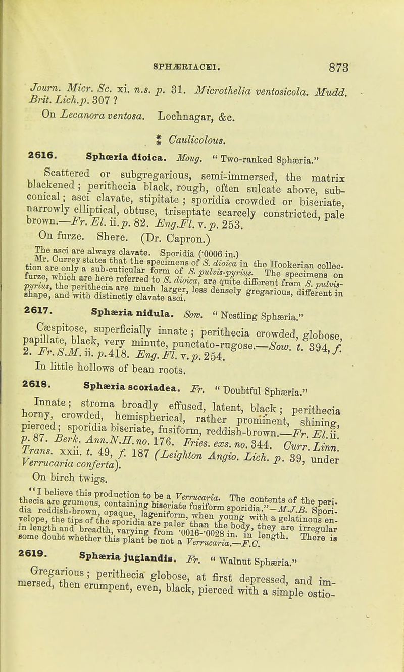 Journ. Micr. Sc. xi. n.s. p. 31, Microthelia ventosicola. Mudd. Bnt. Lich.p. 307 ? On Lecanora ventosa. Loclinagar, &c. I Caulicolous. 2616. Sphoeria dlolca. Mmig.  Two-ranked Sphmria. Scattered or subgregarious, semi-immersed, the matrix biackened ; perithecia black, rough, often sulcate above, sub- conical; asci clavate, stipitate ; sporidia crowded or biseriate narrowly elliptical, obtuse, triseptate scarcely constricted, pale orown.—Fr. El. u.p. 82. Ung.Fl. v. p. 253. On furze. Shere. (Dr. Capron.) The asci are always clavate. Sporidia (0006 in.) f,-nr«.o F*^ u specimens of S. dioica in the Hookerian collec 2617. Sphaeria nidula. Sow.  Nestling Spharia. C^spitose, superficially innate; perithecia crowded, globose papillate, black, very minute, punctato-rugose.-^ou,. .394,/ 2. Fr. S.M. u. p. 418. Eng. Fl. Y.p. 254. ' In little hollows of bean roots. 2618. Sphaeria scoriadea. Fr.  Doubtful Sphseria. Innate; stroma broadly effused, latent, black; perithecia horny crowded, hemispherical, rather promiiient, ^ shinhiT pierced; sporidia biseriate, fusiform, reddish-brown.-i^r 1?!' p. 87. Berk. Ann.N.H.no. 176. Fries, exs. no. 344. 0^^ finn Trans, xxu. t. i9 f. 187 (Leighton Angio. Lich. p.39 nnZ Verrucaria conferta). i'- unaer On birch twigs. .ome doubt whether this pafnot ^vtr^Si^^-fJ^''^''-  2619. Sph«riajuglandig. Fr.  Walnut Sphsria. meS'ttn'j ^'^'^T depressed, and im- mersed, then erumpent, even, black, pierced with a simple ost^-
