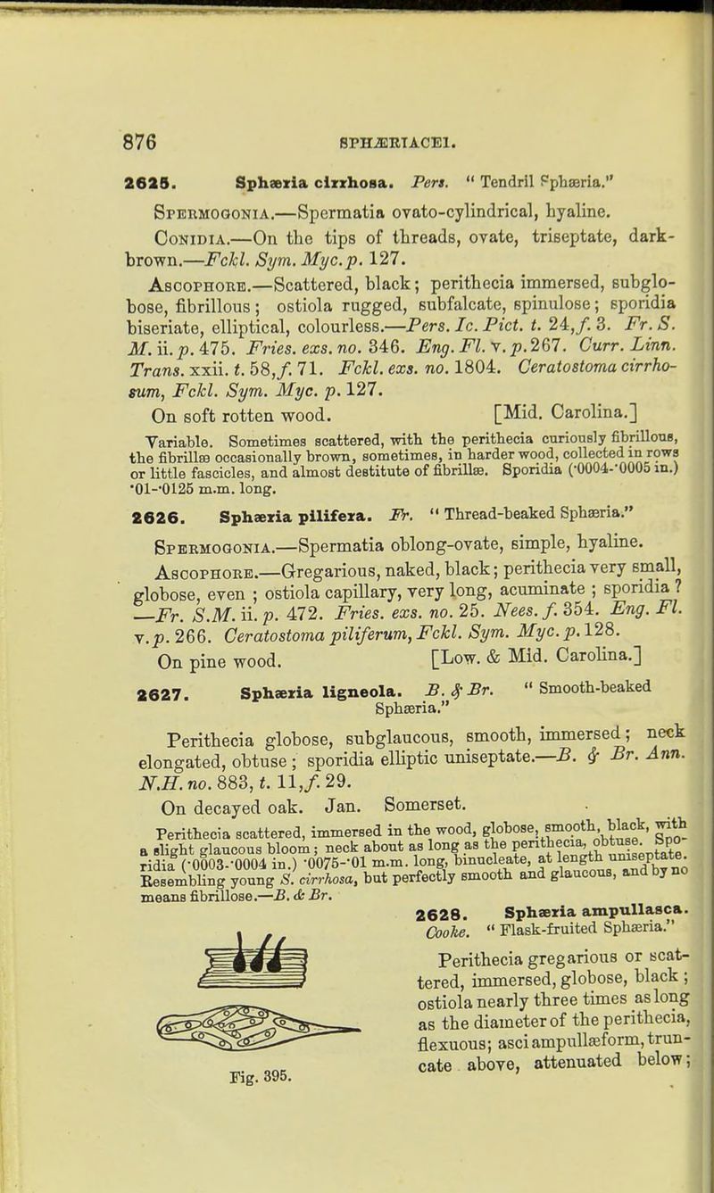 2625. Sphaezia clzrhosa. Pers.  Tendril Pphaeria, Spermoookia.—Spermatia ovato-cylindrical, hyaline. CoNiDiA.—On the tips of threads, ovate, triseptate, dark- brown.—Fckl. Sym. Myc.p. 127. AsooPHORB.—Scattered, black; perithecia immersed, Bubglo- bose, fibrinous; ostiola rugged, subfalcate, spinulose; sporidia biseriate, elliptical, colourless.—Pers. Ic. Pict. t. 24,/. 3. Fr.S. M. ii. p. 475. Fries, exs. no. 346. Fng. Fl. V.267. Curr. Linn. Trans, xxii. t. 58,/. 71. Fckl. exs. no. 1804. Ceratostoma cirrho- sum, Fckl. Sym. Myc. p. 127. On soft rotten wood. [Mid. Carolina,] Variable. Sometimes scattered, with the perithecia curiously fibrillouB, the fibrillra occasionally brown, sometimes, in harder wood, collected m rows or little fascicles, and almost destitute of fibrillse. Sporidia (•0004--0005 in.) •01--0I25 m.m. long. 2626. Sphaeria pilifera. Fr.  Thread-beaked Sphaeria. Spermogonia.—Spermatia oblong-ovate, simple, hyaline. AscoPHORB.—Gregarious, naked, black; perithecia very small, globose, even ; ostiola capillary, very long, acuminate ; sporidia ? JV. S.M. ii. p. 472. Fries, exs. no. 25. Nees.f. 354. Eng. Fl. \.p. 266. Ceratostoma piliferum, Fckl. Sym. Myc. p. 128. On pine wood. [Low. & Mid. Carolina.] 2627. Sphajxia ligneola. B.^Br. Smooth-beaked Sphasria, Perithecia globose, subglaucous, smooth, immersed; neck elongated, obtuse ; sporidia elliptic nniseptate.—5. ^ Br. Ann. N.H.no. 1.11,/. 29. On decayed oak. Jan. Somerset. Perithecia scattered, immersed in the wood, gjo^o^e smooth bkc^ with a Blight glaucous blooi; neck about as long as the f ^^^^.^tX ridia COOOS.-OOOd in.) •0075--01 m.m. long, binucleate, at le^g^^h uniseptate EesembUng young S. cirrhosa, but perfectly smooth and glaucous, and by no means fibrillose.—B. tfe Br. 2628. Sphaeria ampuUasca. CooJie.  Flask-fruited Sphsria. Perithecia gregarious or scat- tered, immersed, globose, black; ostiola nearly three times as long as the diameter of the perithecia, flexuous; asci ampull^form, trun- cate above, attenuated below; i