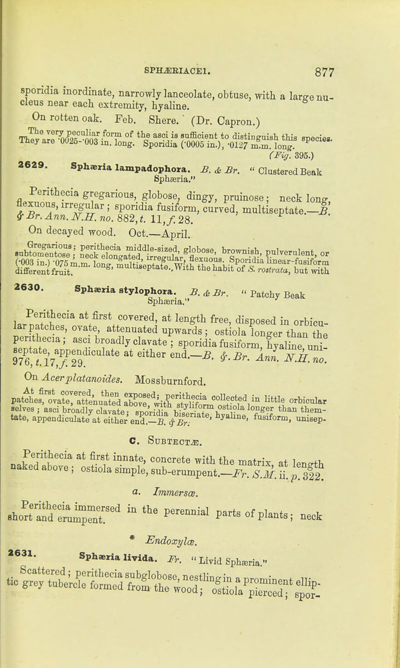 sporidia inordinate, narrowly lanceolate, obtuse, with a large nu- cleus near each extremity, hyaline. On rotten oak. Feb. Shere.' (Dr. Capron.) Th^^lirS'^Jif^^°T °^ ^'V' ^'^^''^^^^ *° distingoisli this specie^, iney are 00J5- 003 m. long. Sporidia (-0005 in.), -0127 m.m. long. ri^Vy. 395.) 2629. Sphaeria lampadophora. £. Br. « Clustered Beak Sphffiria. Perithecia gregarious, globose, dingy, pruinose; neck long flexuous, irregular ; sporidia fusiform, curved, multiseptate.-l! & Sr. Ann. no. 882,t. 11, f. 28. F • ^. On decayed wood. Oct.—April 2630. Sphaeria stylophora. B. & Br.  Patchy Beak ophasna. Perithecia at first covered, at length free, disposed in orbicu- lar patches, ovate attenuated upwards; ostiola longer than the penthecia; asci broadly clavate ; sporidia fusiform, hyalinruni! On Acerplatanoides. Mossburnford. patth^s^'ovarelSnua^^^^^ coUected in little orbicular Belves ; asci broadly clavate sMr,^ t h-t^ -^^^^ ^^^^ tJiem- tate, appendiculate^at Sr^nd°^lr^t' ' ^''^ ^^^^^P Perithecia at first innate, concrete with the matrix at len^rth naked above ; ostxola simple, sub-erumpent.-ir',S. f ^^^^^ a. ImmerscB. .horS'tl^nr' plants; neok * EndoxylcB. «631. Sphsrialivida. Fr.  Livid Sph^ria