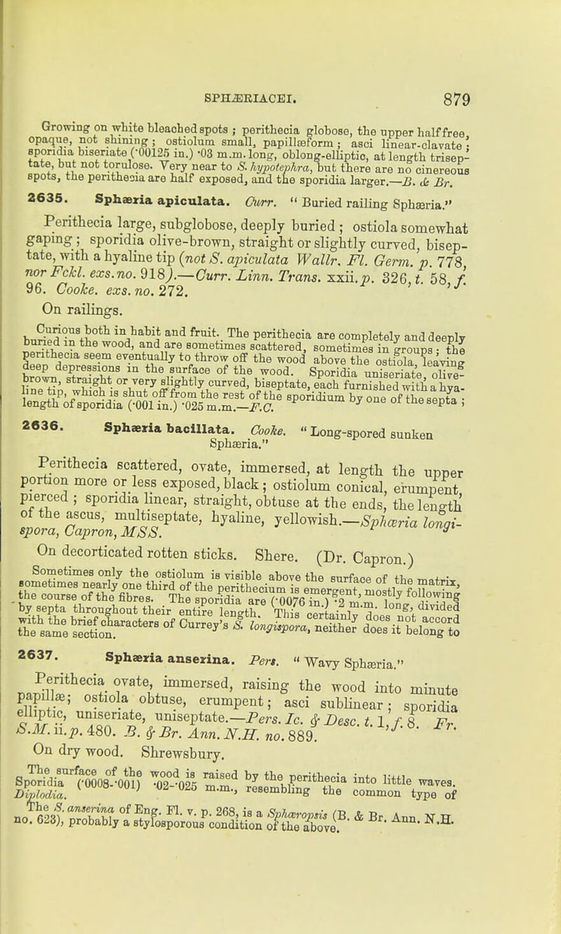 Growing on white bleached spots 5 peritheoia globose, the upper half free opaque, not shining ; ostiolum small, papillBBform ; asci linear-clavate • sporidia bisenate (-00125 in.) -03 m.m.long, oblong-elliptic, at length trisep- tate, but not torulose. Very near to S. hypotephra, but there are no cinereous spots, tne penthecia are half exposed, and the sporidia larger.—^. Jk Br. 2635. Sphaezia apiculata. Ourr.  Buried railing Sphaeria. Perithecia large, subglobose, deeply buried ; ostiola somewhat gaping ; sporidia oliTe-brown, straight or slightly curved, bisep- tate, with a hyaline tip {not S. apiculata Wallr. Fl. Germ. p. 778 nor Fckl. exs.no. 918).—Curr. Linn. Trans, xxii. p. 326 t 68 f 96. CooI:e. exs.no. 272. > • )J- On railings. Curious both in habit and fruit. The perithecia are completely anddeenlv buned in the wood, and are sometimes scattered, sometimes in groups thl perithecia seem eventuaUy to throw off the wood above the o^tida leaving deep depressions in the surface of the wood. Sporidia uniseriate oW? brow, straight or very slightly curved, biseptate, each furn w tia wl 2636. Sphaeria baclllata. Cooke.  Long-spored sunken Sphferia. Perithecia scattered, ovate, immersed, at length the upper portion more or less exposed, black; ostiolum conical, erumpent pierced ; sporidia linear, straight, obtuse at the ends, theleLth of the ascus, multiseptate, hyaline, yellowish._^^7,,,na loSgi- spora, Capron, MSS. ^ On decorticated rotten sticks. Shere. (Dr. Capron.) Sometimes only the ostiolum is visible above the surface of thn ^-.ww bysepla Ihtooghout their ^ £1^ ATiSU* • , S' 'K. <ii<le'i 2637. Sphaeria anserina. Pert.  Wavy Sphsria. Perithecia ovate, immersed, raising the wood into minute papilla; ostiola obtuse, erumpent; asci sublinear; sporidia elliptic, uniseriate, umseptate.-P^rs./c. ^ Desc. ^. L f. 8 Fr S.M. n.p. 480. B. ^ Br. Ann. N.H. no. 889 On dry wood, Shrewsbury.