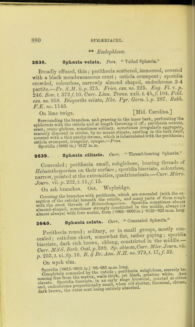 ** EndojMoeos. 2638. Sphaeria velata. Pers.  Veiled Sphroria. Broadly effused, thin; perithecia scattered, immersed, covered with a black membranaceous crust; ostiola erumpent; sporidia crowded, colourless, narrowly almond shaped, endochrome 2-4 partite.—i^r. S.M. n.p. 375. Fries, exs. no. 225. Eng. Fl. v. p. 246. Sow. t. 372/10. Gurr. Linn. Trans, xxii. t. 45,/. 104. Fckl. exs. no. 958. Diajjorthe velata, Nice. Pyr. Germ. i.p. 287. Rahh. F.E. no. 1143. On lime twigs. [Mid. Carolina.] SnrroTinding the branches, and growing in the inner bark, perforating tho epidermis with the ostiola and at length throwing it oflf; perithecia minute, erect, ovato-globose, sometimes solitary, sometimes irregularly aggregate, scarcely disposed in circles, by no means stipate, nesthng m the bark itselt, covered with a thin patchy stroma, which is tuberoulated with the perithecia; ostiola erumpent, irregular, opaque.—i^riei. Sporidia (-0005 in.) -0127 m.m. 2639. Sphaexia ciliaris. Curr.  Thread-bearing Pphseria. Concealed; perithecia small, subglobose, bearing threads of Eelminthosporiim on their surface ; sporidia bisenate, colourless, narrow, pointed at the extremities, quadrinucleate.—Cwrr. Micro. Journ. \n.p. 232,1.11,/. 15. On ash branches. Oct. Weybridge. rnvfirinET the branches with perithecia, which are concealed (with the ex- 2640. Sphaeiia celata. Om-r.  Concealed Sphaeria. Perithecia round; solitary, or in small groups mostly con- cealed- ostiolum short, somewhat flat, rather gapmg; sporidia biseriate, dark rich brown, oblong, constricted in the middle.- p. 233, t. xlfig. 16. B. ^ Br. Ann. N.H. no. 979, t. 17, f. 61. On wych elm. Sporidia (•0012--0015 in.) :03-035 long^ subglobose. scarcely be^ Completelyconcealedby.the cuticle , pen gelatine white. Asci coming free from the ^t^f'jf^^^X'stage bicoliical, pointed at either clavate. Sporidia ^^^^f^^'X small whe^^ shorter biconical, obtuse,