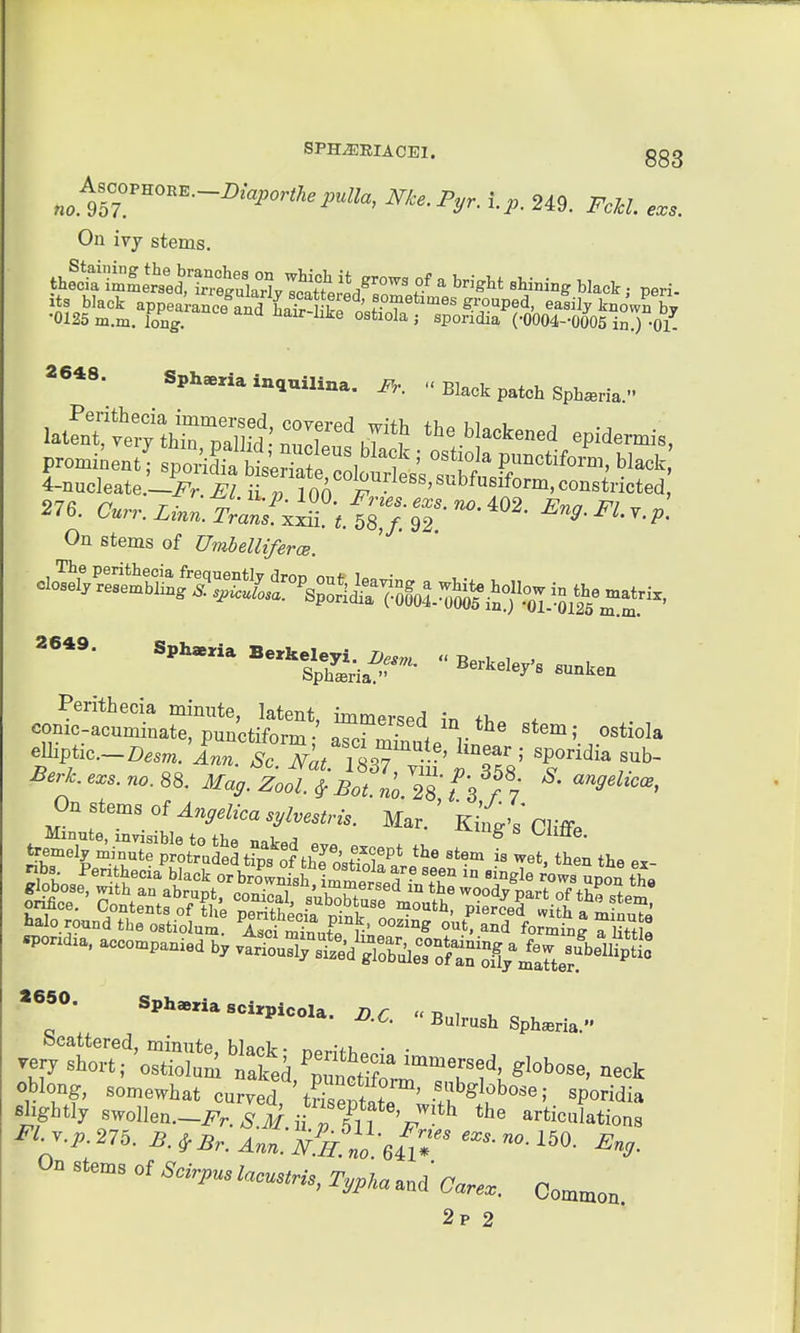 SPH^EIACEl. ggg ^^ AscoPHOKK.-i).-.,.,,,7,,,,,,,, ^^^-^y- i-p. 249. FcJcL e.s. On ivy stems. 2648. Spharia inquilina.  Blao^. p.tcl. Spl^^na. l^i^e:trett^Z the blackened epidermis, prominent; sporidfa^^rte !ol f ' '^'it P^^^^^iform, black 4-nucleate.-y i Tfoo subfusiform, constricted ■ Curr. Lmn. Trans, xxii. t. 68,/. 92  ^^d-J^l.Y.p. On stems of Umhelliferce exs. no. 88. Jfa^. ^ „; ™- 358- S. angehcB, Oo stems of Angelica sylvestru. Mar, ' King's Cliffe halo round the ostiolum. Asci r' ^^^^d forming a litt « oMong, somewhat carTed 'tFS f™' 1 'PTMia shghtlj ™olIe„._i.3a>?fn'°V!''' ^ -'iclatioa' J-'-.p.275. B. iBr. Ann. N^^.H^^ l^O- °f ^^/'^ W,-s, r,M<. ..d- Care.. Common.