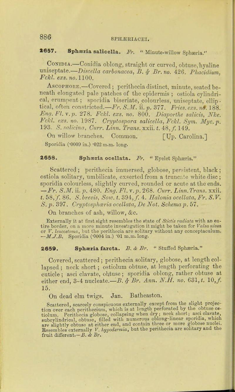 1657. Sphaeiria salicella. 7'V.  Minute-willow Sphseria. CoNiDiA.—Coriidia oblong, straight or curved, obtuse,hyaline uniseptate.—Discella carbonacea, B. ^ Br.no. 426. Phacidium, Fchl. exs. 710.1100. AscoPHOHE.—Covered; perithecia distinct, minute, seated be- neath elongated pale patches of the epidermis ; ostiola cylindri- cal, ernmpent ; spoi'idia biseriate, colourless, uniseptate, ellip- tical, often constricted.—Fr. S.M. ii. p. 377. Fries, exs. n&. 188. Enq. Fl.Y.p. 278. Fold. exs. no. 800. Diaportlie salicis, NTce. Fchl. exs. no. 1987. Cri/ptospora salicella, Fclcl. Sym. Myc.p. 193. S. salicina, Curr. Linn. Trans, xxii. t. 48,/. 149. On willow branches. Common. [Up. Carolina.] Sporidia (-0009 in.) -022 m.m. long. 2658. Sphaezia ocellata. M:  Eyelet Sphsria. Scattered ; perithecia immersed, globose, persistent, black; ostiola solitary, umbilicate, exserted from a truncate white disc ; sporidia colourless, slightly curved, rounded or acute at the ends. —Fr. S.M. ii. p. 480. Eng. Fl. Y.p. 268. Curr. Linn.Trans. xxii. t. 58,/. 86. S. brevis, Soiv. t. 394,/. 4. Halonia ocellata, Fr. S.V. S. p. 397. Cryptosphceria ocellata, De Not. Schema p. 57. On branches of ash, willow, &c. Externally it at first sight resembles the state of Stictis radiaia with an en- tire border, on a more minute investigation it might be taken for Valsanivea or V. letccostovia, but the perithecia are solitary without any conceptaculum. —M.J.B. Sporidia (-0004 in.) '01 m.m. long. 2659. Sphaeria fazcta. B. d: Br.  StufEed Sphaeria. Covered, scattered ; perithecia solitary, globose, at length col- lapsed ; neck short ; ostiolum obtuse, at length perforating the cuticle ; asci clavate, obtuse; sporidia oblong, rather obtuse at either end, 3-4 nucleate.—5. ^ Br. Ann. N.H. no. 631, t. 10,/. 15. On dead elm twigs. Jan. Batheaston. Scattered, scarcely conspicuous externally except from the slight projec- tion over each perithecium, which is at length perforated by the obtuse os- tiolum. Perithecia globose, collapsing when dry ; neck short; asci clavate, subcylindrical, obtuse, filled with numerous oblong-hnear sporidia, which are slightly obtuse at either end, and contain three or more globose nuclei. Eesembles externally V. hypodermia, but the perithecia are solitary and the fruit different.—-B. c& Br.