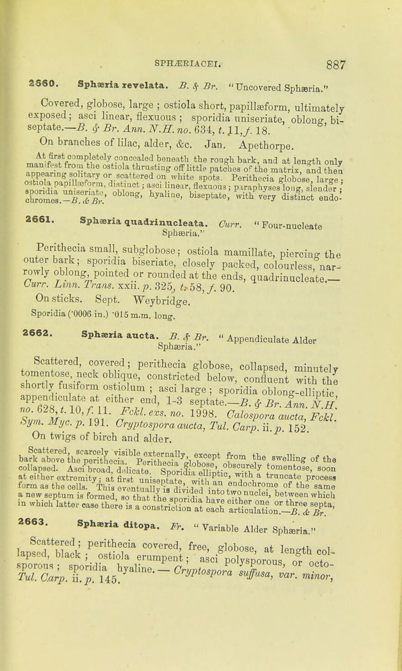 2860. Sphaeria revelata. B. 8^ Br.  Uncovered Sphseria. Covered, globose, large ; ostiola short, papillffiform, ultimately exposed; asci linear, flexuous ; sporidia nniseriate, oblong bi- septate.—5. ^ Br. Ann. N.H. no. 634, t. JLl,/ 18. ' On branches of lilac, alder, &c. Jan. Apethorpe. ^^.f''f °''^v}Bte\y aonoGalQd. beneath fclae rougli bark, and at length only manifest from the ostiola thrusting off little patches oP the matrix, and then appearing solitary or scattered on white spots. Perithecia globose W ostiola papilteform, distinct; asci linear, flexuous ; paraphyses lon^s endfr ch?omL:.-TS;.' biseptateJ^with^LrSct endo- 2661. Sphaeria quadrinucleata. Cm-r. Four-nucleate Sphffiria. Perithecia small, subglobose; ostiola mamillate, piercing the onterbark; spondia biseriate, closely packed, colourless, nar- rowly oblong pomted or rounded at the ends, quadrinucleate.- turr. Lmn. Trans, xxii. p. 325, t, 58, /. 90. On sticks. Sept. Weybridge. Sporidia (-0006 in.) -015 m.m. long. 2662. Sphaeria aucta B. ^ Br.  Appendiculate Alder bpn£eria. Scattered, coyered; perithecia globose, collapsed, minutely omentose, neck obhque, constricted below, confluen with the shortly fusiforni ostiolum ; asci large ; sporidia oblong-elliptic Z! mI r^^^^^ ^^^l ^-^ospora aucta, FckL .^ym. Myc. p. 191. Cryptospora aucta, Tul. Carp. n.p. 152 On twigs of birch and alder. bafrrvf thrpTrftict!'teSc&^^^^^ t^e swemng of the collapsed. Asci broad delicate tomentose, soon at either extremity ; at first uniseotTe^w^^^^^^^^ P^°°««» form as the cells. This erentuallv is d?4^^J^ • T ,«'^o°'>^°P6 of the same a nev^ septum is foi4ereo tKhe a^H^^^^ into two nuclei, between which in which latter case ther/L^fon^^^ri^L^rt Sc\^ 1^^^^^^^^^^ 2663. Sphaeria ditopa. Fr.  Variable Alder Sph^ria. Scattered; perithecia covered free P-M1-,r>Q« i xi, i lapsed, Mack , ostiola <>r.r.^eui ,iJXio:lrl''To:t