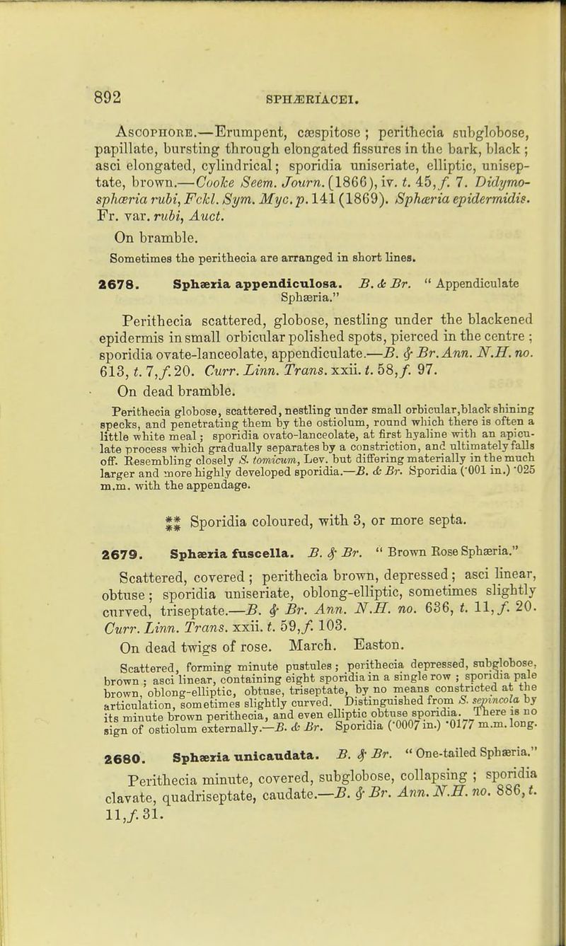 AscopnoRE.—Eriimpent, casspitose ; peritliecia siibglobose, papillate, bursting through elongated fissures in the bark, black ; asci elongated, cylindrical; sporidia uniseriate, elliptic, unisep- tate, brown.—Coolce Seem. Jbwrw. (1866), iv. t. 45,/. 7. Didymo- sphceria ruM, Fckl. Sym. Myc. p. 141 (1869). Sphceria epidermidis. Fr. var. nibi, Auct. On bramble. Sometimes the peritliecia are arranged in short lines. 2678. Sphsexia appendiculosa. B.deBr.  Appendiculate Sphseria. Perithecia scattered, globose, nestling under the blackened epidermis in small orbicular polished spots, pierced in the centre ; sporidia ovate-lanceolate, appendiculate.—B. Br. Ann. N.H. no. 613, t. l,f. 20. Curr. Linn. Trans, xxii. t. 58,/. 97. On dead bramble. Perithecia globose, scattered, nestling under small orbicular,blac'kshining specks, and penetrating them by the ostiolum, round which there is often a little -white meal; sporidia ovato-lanceolate, at first hyaline with an apicu- late process which gradually separates by a constriction, and ultimately falls off. Eesembling closely S. tomicum. Lev. but differing materially in the much larger and more highly developed sporidia.—B. cfc Br. Sporidia (001 in.) 025 m.m. with the appendage. %% Sporidia coloured, with 3, or more septa. 2679. Sphseria fuscella. B. ^ Br.  Brown Kose Sphseria. Scattered, covered ; perithecia brown, depressed ; asci linear, obtuse; sporidia uniseriate, oblong-elliptic, sometimes slightly curved, triseptate.—B. ^ Br. Ann. N.H. no. 636, 11,/. 20. Curr. Linn. Trans, xxii. t. 59,/. 103. On dead twigs of rose. March. Easton. Scattered, forming minute pustules; perithecia depressed, subglobose, brown ; asci linear, containing eight sporidia in a single row ; spondia pale brown, oblong-elliptic, obtuse, triseptate, by no means constricted at the articulation, sometimes slightly curved. Distinguished from S. semncola by its minute brown perithecia, and even elliptic obtuse spondia. There is no sig^of ostiolum externally.-5. ^' Br. Sporidia (0007 m.) '0177 m.m. long. 2680. Sphaeria unicaudata. B. 4-Br.  One-tailed Sphaeria. Perithecia minute, covered, subglobose, collapsing ; sporidia clavate, quadriseptate, caudate.—.S. ^ Br. Ann. N.H. no. 886, t. 11,/31.