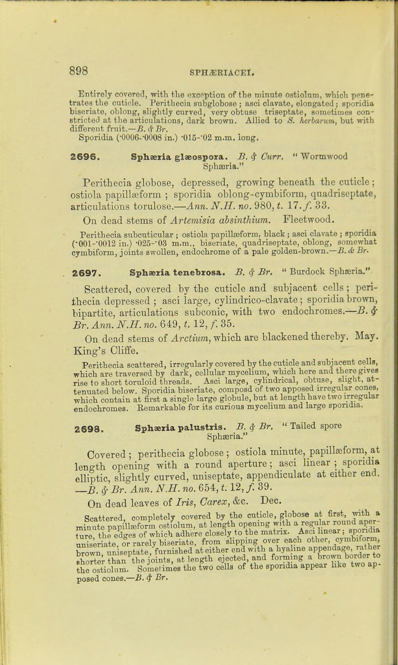 Entirely covered, with tlie oxcpption of the minute ostiolum, which ppna- trates the cuticle. Perithecia subgloboso ; asci clavate, elongated; sporidia biseriate, oblong, slightly curved, very obtuse triseptate, Bometimes con- stricted at the articulations, dark brown. Allied to »Si. herharum, but with different fruit.—j5. (f- Br. Sporidia (•0006--0008 in.) •015--02 m.m. long. 2696. Sphsexia glaeospora. B. ^ Curr. Wormwood Sphffiria. Perithecia globose, depressed, growing beneath the cuticle ; ostiola papilliBform ; sporidia oblong-cymbiform, quadriseptate, articulations torulose.—Ann.N.H. no. 980, t. 17./. 33. On dead stems of Artemisia absinthium. Fleetwood. Perithecia subcuticular ; ostiola papillseform, black ; asci clavate ; sporidia (•001-'0012 in.) •025--03 m.m., biseriate, quadriseptate, oblong, somewhat cymbiform, joints swollen, endochrome of a pale golden-hrown.—Br. 2697. Sphaeria tenebrosa. B. 6^ Br. Burdock Sphseria. Scattered, covered by the cuticle and subjacent cells; peri- thecia depressed ; asci large, cylindrico-clavate ; sporidia brown, bipartite, articulations subconic, with two endochromes.—B. ^ Br. Ann. N.H. no. 649, t. 12, f. 35. On dead stems of Arctium, which are blackened thereby. May. King's Cliffe. Perithecia scattered, irregularly covered by the cuticle and subjacent cells, which are traversed by dark, cellular mycelium, which here and there gives rise to short toruloid threads. Asci large, cylindrical, obtuse, slight, at- tenuated below. Sporidia biseriate, composd of two apposed irregular cones, which contain at first a single large globule, but at length have two irregular endochromes. Remarkable for its curious mycelium and large sporidia. 2698. Sphaeriapalustris. B. ^ Br. « Tailed spore Sphseria. Covered ; perithecia globose ; ostiola minute, papill^form, at length opening with a round aperture; asci linear ; sporidia elliptic, slightly curved, uniseptate, appendiculate at either end. —B. ^ Br. Ann. N.H. no. 654,1.12, /. 39. On dead leaves of Iris, Carex, &c. Dec. Scattered, completely covered by the cuticle, globose at first with a minute papillseform ostiolum, at length opening with a regular round aper- ture the edges of which adhere closely to the matrix. Asci linear; sporidia un?seriate or rarely biseriate, from slipping over each other, cymbiform browrun septate, furnished at either end with a hya me appendage, rather shorter than^the joints, at length ejected, and forming a ^rown border to the ostiolam. Sometimes the two cells of the sporidia appear hke two ap- posed cones.—B. 4 Br.