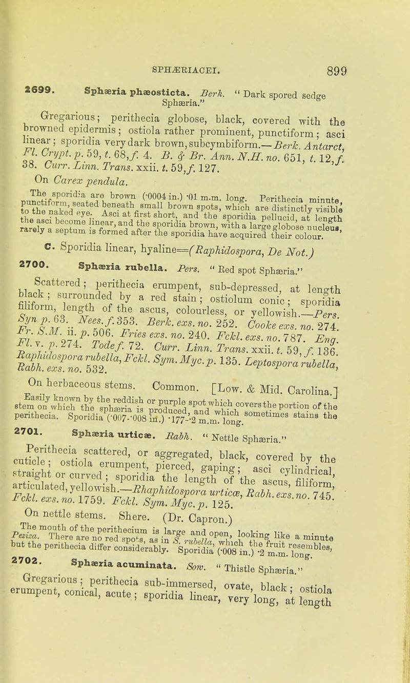 1699. Sphaeria phaeosticta. Bevh. » Dark spored sedge Sphffiria. ^ Gregarious; perithecia globose, black, covered with the browned epidermis ; ostiola rather prominent, punctiform: asci imear; sporidia very dark brown, subcymbiform.-5ery5:. ^Titarci, , Fl. Crypt, p. 59, t. 68,/. 4. B. ^ Br. Ann. N.H. no. 651, 1.12, f. 6ii. Curr.Lmn. Trans, xxii.i. 59,f. 127. On Carex pendula. T,J^^•/''°'^'^^''l ^^'^ (-0004 in.) -01 m.m. long. Perithecia minnte ■ T'Z'^*'^ ^^^'^^^ ^'^ll brown spots, whilh are distinctly Sle to the naked eye Asci at first short, and the sporidia pelluckl at Wh ^''T^ iBear,and the sporidia brown, J^tha large Sose nuc^^^^^^ rarely a septum is formed after the sporidia have acquiref their colo^ ' C. Sporidia linear, hjB].mG==(Raphidospora, Be Not.) 2700. Sphaeria rubella. Pers.  Eed spot Sphsria. Scattered; perithecia erampent, sub-depressed, at length back; surrounded by a red stain; ostiolum conic; sporidia filiform length of the ascus, colourless, or yellowi h.-P.t P; P-^^-..^^es f.363. Berk, exs.no. 262. Cooke exs. no. 271'. ^-^^-J-^-P-l^^- Fries exs.no.2^0. Fckl. exs. no. 7 87. Enq Fl. y p. 274. Todef. 72. Curr. Linn. Trans, xxii. t. 59 / 136 SilrrSf ^^P^osporaLlla, On herbaceous stems. Common. [Low. & Mid. Carolina 1 stel^ o!f .^J^ert'h^sXIils perithecia. ^Vori<ii.\m -m\l^^^^^^^^ 2701. Sphaeria urticae. Rabh.  Nettle Sph^ria. cutiHe*^ n? f negated, black, covered by the On nettle stems. Shere. (Dr. Capron ) ^'S^T'^'^llf:^^^^^^ looking like a minute but the perithecia diiferlol^sid^^^i! ^^ilnfl'-^^Ll^t'^'' 2702. Sphaeria acuminata. Sow.  Thistle Sph^ria  ' Gregarious; perithecia sub-immersed, ovate black • n.r ^ erumpent, conical, acute; sporidia linea;;v7r;%ongf^