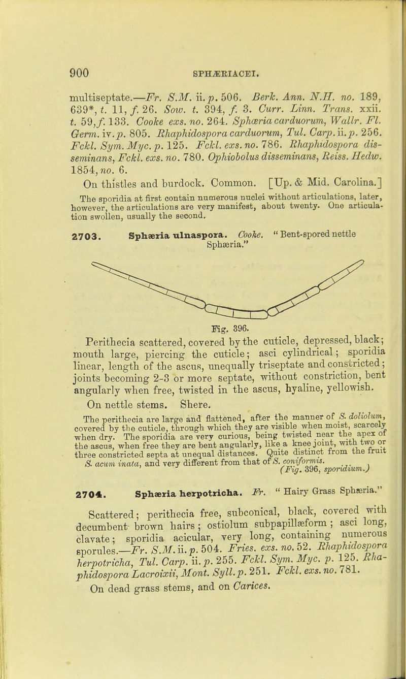 multiseptate.—Fr. S.M. \\. p.hOQ. Berk. Ann. N.71. no. 189, 639*, t. 11, /. 26. Sow. t. 394, /. 3. Curr. Linn. Trans, xxii. t. 59,/. 133. Cooke exs. no. 264. Sphceria carduorum, Wallr. Fl. Germ. iv.j). 805. Rliaphidospora carduorum, Tul. Carp.n.p. 256. Fckl. Sym.Myc.p. 125. Fckl. exs.no. 786. Ehaphidospora dis- seminans, Fckl. exs. no. 780. Ophiobolus disseminans, Beiss. Hedw. 1854, no. 6. On thistles and burdock. Common. [Up. & Mid. Carolina.] The sporidia at first contain numerous nuclei without articulations, later, however, the articulations are very manifest, about twenty. One articula- tion swollen, usually the second. 2703. Sphaeria ulnaspora, CooUe.  Bent-spored.nettle Sphasria. Fig. 396. Perithecia scattered, covered by the cuticle, depressed, blapk; mouth large, piercing the cuticle; asci cylindrical; sporidia linear, length of the ascus, unequally triseptate and constricted; joints becoming 2-3 or more septate, without constriction, bent angularly when free, twisted in the ascus, hyaline, yellowish. On nettle stems. Shere. The perithecia are large and flattened, after the manner of S. doliohm, covered by tlie cuticle, through which they are visible when moist, scarcely when dry. The sporidia are very curious, being twisted near the apex oi the ascus, when free they are bent angularly, like a knee joint, with two or three constricted septa at unequal distances. Quite distinct trom tHe truit S. acum inata, and very different from that S. conrformis. ' (Fig. 396, sporidium.J 2704. Sphaeria herpotricha. JfV.  Hairy Grass Sphseria. Scattered; perithecia free, subcorneal, black, covered with decumbent brown hairs ; ostiolum subpapillaeform ; asci long, clavate; sporidia acicular, very long, contammg numerous sporules.—Fr. S.M.ii. p. 504. Fries, exs. no. 52. Rhaphidospora herpotricha, Tul. Carp. n.p. 255. Fckl. Sym. Myc. p. 125. Rha- phidospora Lacroixii, Mont. Syll.p. 251. Fckl exs. no. 781. On dead grass stems, and on Carices.