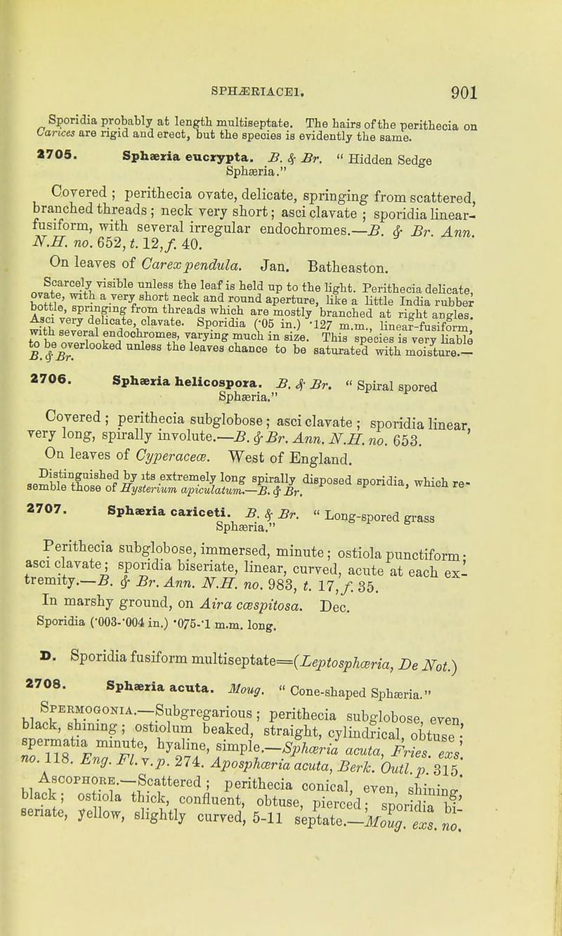 Sporidia probably at length multiseptate. The hairs of the perithecia on CancM are rigid and erect, but the species is evidently the same. 2705. Sphaeria eucrypta. B. ^ Br.  Hidden Sedge Spheeria. Corered ; perithecia ovate, delicate, springing from scattered, branched threads ; neck very short; asci clavate ; sporidia linear- fusiform, with several irregular endochromes.—5. Br Ann N.H. no. 652,1.12, f. 40. y • . On leaves of Carexpendula. Jan. Batheaston. ^^f ^^^i^^ ^^^^ *° lig^t- PeritheciadeUcate, ovate, with a very short neck and round aperture, like a little India rubber At? v'p^^TP°f ^'T*^''^1?^^.^f.^ are mostly'branched at right angles! Asci very dehcate clavate. Sporidia -05 in.) -127 m.m., linear-fusiform with several endoohromes, varying much in size. This speoierirvery Se l^ i'r *° ^« saturated with mois W- 2706. Sphaeria helicospora. B. ^ Br. « Spiral spored Sphseria, Covered; perithecia subglobose; asci clavate ; sporidia linear very long, spirally involute.—5. ^ Br. Ann. N.H. no. 653. ' On leaves of Cyperacece. West of England. ,«Sifi°fr''^^P Its extremely long spirally disposed sporidia, wHch re- semble those olHysienum ap{culatum.—B. Br. f •■ ^'^> wiuon re 2707. Sphaeria cariceti. B. ^ Br.  Long-spored grass Sphoeria. Perithecia subglobose, immersed, minute; ostiolapunctiform• asci clavate; sporidia biseriate, linear, curved, acute at each exl tremity.—5. ^ Br. Ann. N.R. no. 983, t. 17, f. 35. In marshy ground, on Air a ccespitosa. Dec. Sporidia (-003-004 in.) •075.-1 m.m. long. ». Sporidia fusiform rmAiise^Uie={Leptosphmia, Be Not.) 2708. Sphaeria acuta. Moug.  Cone-shaped Spharia. SPERMOGONiA.-Subgregarious; perithecia subglobose, even black, shmmg; ostiolum beaked, straight, cylindrical obtuT' spermatia minute, hyaline, sin.A-Sph<^ril7X^^^ no. 118. Eng. Fl. y.p. 274. Aposphcria acuta. Berk. Outl p ul' AscoPHORE.-Scattered ; perithecia conical, even, shining' black; ostiola thick, confluent, obtuse, pierced- snorll n l?' senate, yellow, slightly curved, 5-11 s^pS -VZ;.  no.