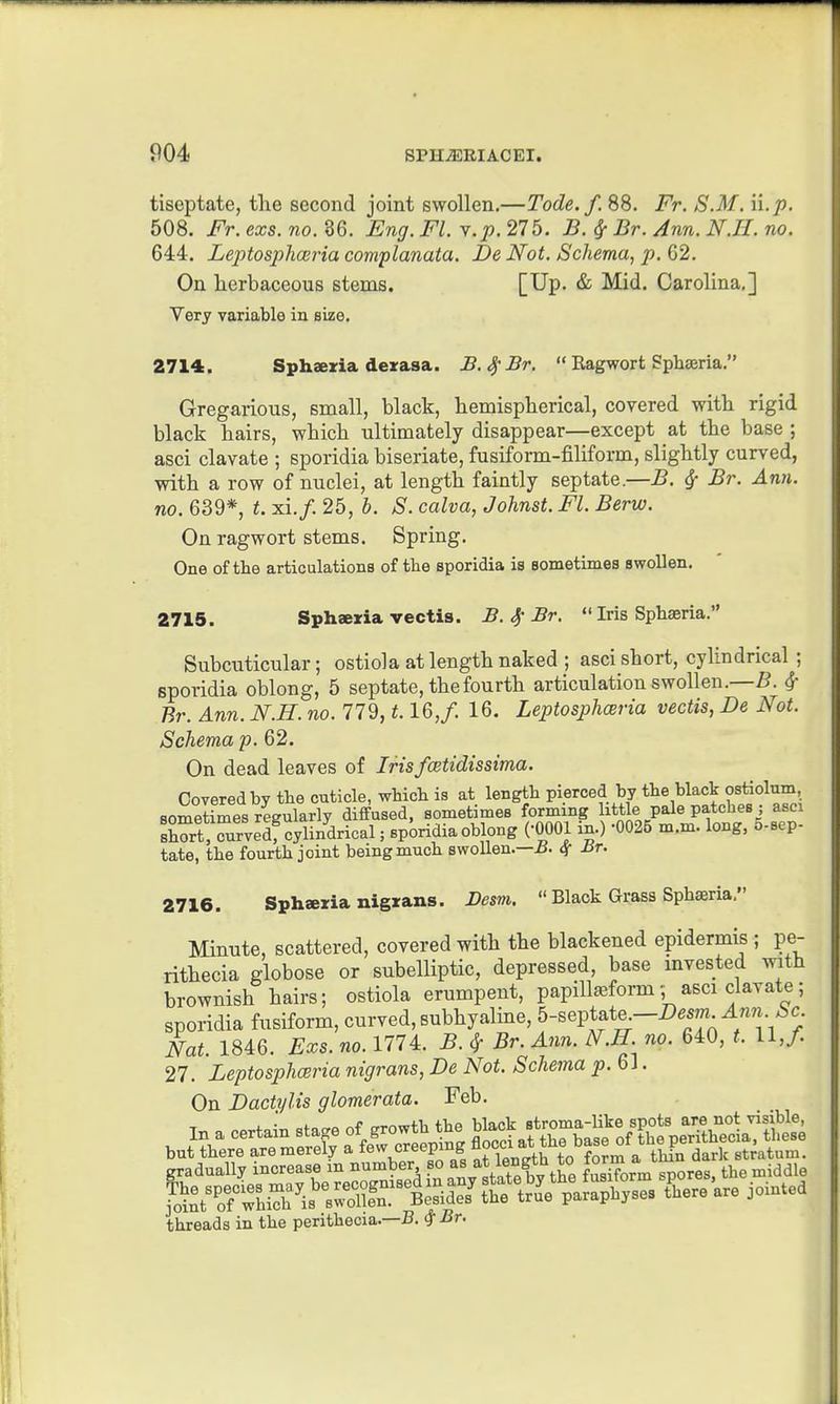 tiseptate, the second joint swollen.—Tode.f. 88. Fr. S.M. n.p. 508. Fr. exs. no. 86. Eng. Fl. y.p. 275. B. ^ Br. Ann. N.H. no. 644. Leptosphceria complanata. Be Not. Schema, p. 62. On herbaceous stems. [Up. & Mid. Carolina.] Very variable in size. 2714. Sphaeria derasa. JB.^Br.  Ragwort Sphaeria. Gregarious, small, black, hemispherical, covered with rigid black hairs, which ultimately disappear—except at the base ; asci clavate ; sporidia biseriate, fusiform-fiUform, slightly curved, with a row of nuclei, at length faintly septate.—B. ^ Br. Ann. no. 639*, t. xi.f. 25, b. S. calva, Johnst. Fl. Berw. On ragwort stems. Spring. One of the articulations of the sporidia is sometimes swollen. 2715. Sph«ria vectis. B. Br. «'Iris Sphaeria. Subcuticular; ostiola at length naked ; asci short, cylindrical ; sporidia oblong, 5 septate, the fourth articulation swollen.—B. ^• Br. Ann. N.H. no. 779,1.16,/. 16. Leptosphceria vectis, Be Not. Schema p. 62. On dead leaves of Irisfcetidissima. Covered by the cnticle, which is at length pierced by the black ostiolum, sometimes regularly diffused, sometimes forming ittle pale patches ; asci sKTurvedf cylindrical; sporidia oblong (-OOOl in.) -0025 m.m. long. 5-sep. tate, the fourth joint being much swoUen.—if. ^ Jir. 2716. Sphseria nigrans. Besm.  Black Grass Sphserla. Minute, scattered, covered with the blackened epidermis ; pe- rithecia globose or subelliptic, depressed, base mvested with brownish hairs; ostiola erumpent, papiUa^form ; asci clavate ; sporidia fusiform, curved, subhyaline, ^-septate.-X'em Ann^c Nat. 1846. Exs. no. 1774. B. ?f Br. Ann. N.H. no. 640, t. 11,/. 27. Leptosphceria nigrans, Be Not. Schema p.Ql. On Bactylis glomerata. Feb. threads in the perithecia.—B. # Br.