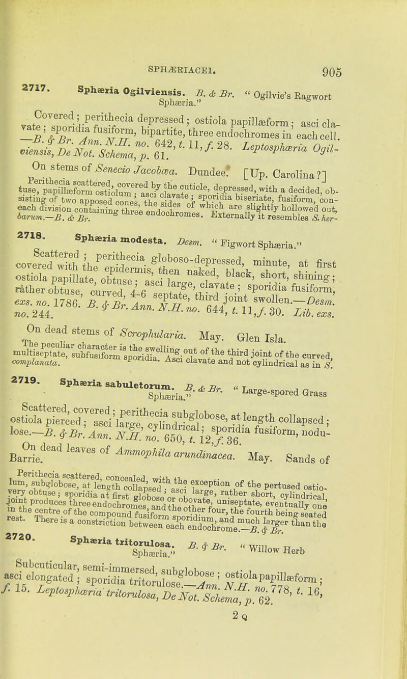 2717. Sphaeria Ogilviensis. B, & Br.  Ogilvie's Eagwort Sph£Bna. yat?ZorW^^w/'^' t^'!'!'^ '• P-Pill^form; asci cla- -B' 7«? ^ ArT' '''P^'*^*'' ^^'^^ endochromes in each cell. ..^vtS-/r^fif:^- o,.- On stems of ^.n.d«^aco5^a. Dundee: [Up. Carolina?! tuS^paXL^t^ttlTm r^^^^ depressed,with a decided, ob- sisting of two apposed cZeL thP « nit 5^ ^^^-'t^ biseriate, fusiform, con- each division coCinrt^ree endootrn .f^^^^^ hollowed out, banm.-B. & Br. endochromes. Externally it resembles S. her- 2718. Sphaeria modesta. Desm.  Figwort Sph^ria. <^ort~kr^^^^ at first ostiola papillate obCe asd W^^ f^'^^ '^^''^ ratlier obtuse cnvZl T/^'^ ^T^te ; spondia fusiform, ?io. 244. A J,/. oU. 1,10. exs. On dead stems oi Scroph^aar^a. May. Glen Isla. n.ultLS?:utS?L^: la ^i^^-^ ^^-^ °^ --ed. complanata. sporicua. Asci clavate and not cylindrical as in S. -^u7''^^rJ^:Z7''«Y'^^ collapsed, Ba^rie.'' ^''«''^*'''' »™»*'^«<,. • May. Sands of very obtuse J spondia at first tSl' i ^W, cylindrical joint produces three endochroifes and th«J?r*^.' °^«?Ptete> ev'endfy one m the centre of the compound frsiform^l - r'' ^'^'^^ f*!^ being sLted rest. Thereisaconstric^tiontttreaTentrol^^^^^ wmoJnerb 2q
