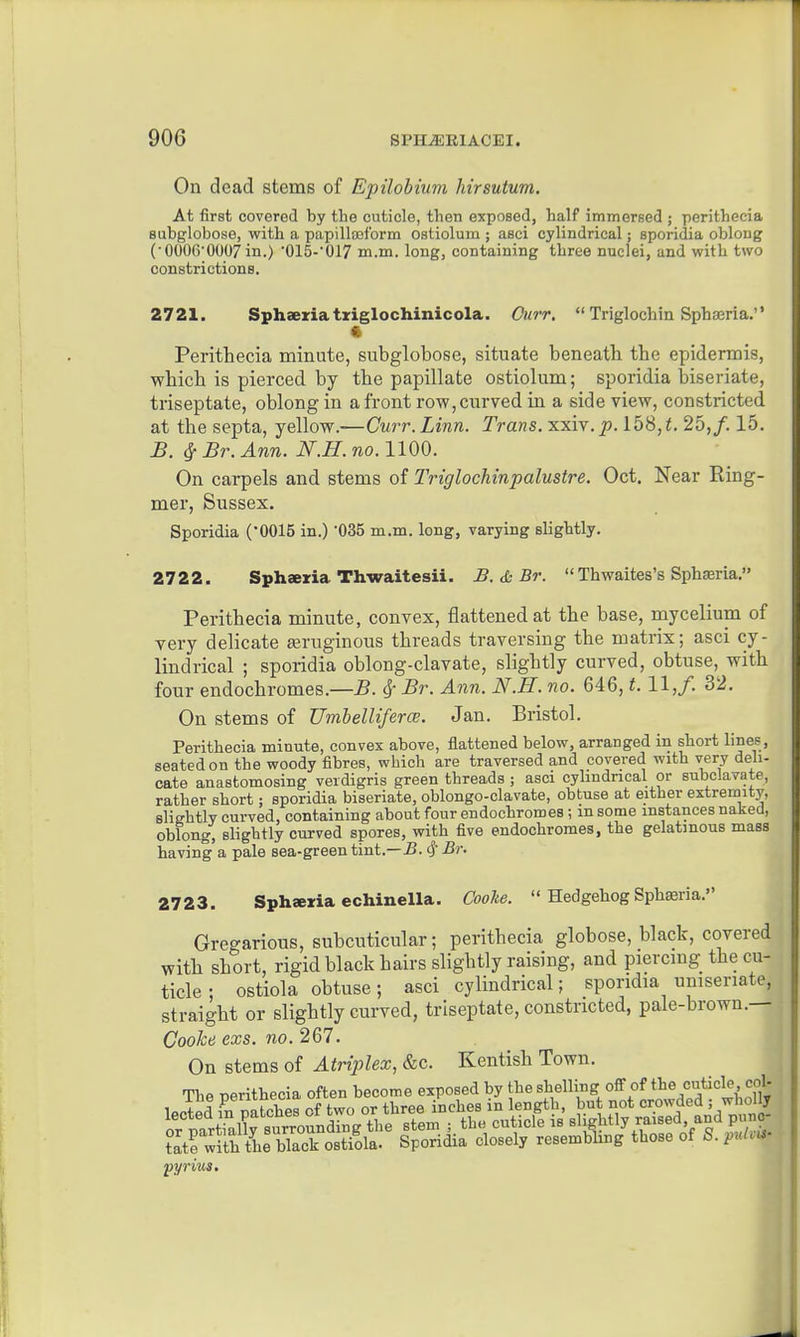 On dead stems of Epilohium hirsutum. At first covered by the cuticle, then exposed, half immersed ; peritheeia Bubglobose, with a papillsef'orm ostiolum ; asci cylindrical; sporidia oblong (• 0006*0007 in.) OlS-'Ol? m.m. long, containing three nuclei, and with two constrictions. 2721. Sphaeziatziglochinicola. Ourr. Triglochin Sphseria. « Peritheeia minute, subglobose, situate beneath the epidermis, which is pierced by the papillate ostiolum; sporidia biseriate, triseptate, oblong in a front row, curved in a side view, constricted at the septa, yellow.—Curr. Linn. Trans, xxiv.^. 158, 25,/. 15. B. ^ Br. Ann. N.H. no. 1100. On carpels and stems of Triglochinpalustre. Oct. Near Ring- mer, Sussex. Sporidia ('0015 in.) '035 m.m. long, varying slightly. 2722. Sphaexia Thwaitesii. B. & Br. Thwaltes's Spharia. Peritheeia minute, convex, flattened at the base, mycelium of very delicate ^ruginous threads traversing the matrix; asci cy- lindrical ; sporidia oblong-clavate, slightly curved, obtuse, with four endochromes.—jB. ^ Br. Ann. N.H. no. 646, t. 11,/. 32. On stems of UmhellifercB. Jan, Bristol. Peritheeia minute, convex above, flattened below, arranged in short lines, seated on the woody fibres, which are traversed and covered with very deli- cate anastomosing verdigris green threads ; asci cylindrical or subclavate, rather short; sporidia biseriate, oblongo-clavate, obtuse at either extremity, sliRhtly curved, containing about four endochromes; m some instances naked, oblong, slightly curved spores, with five endochromes, the gelatinous mass having a pale sea-green tint.—-B. Br. 2723. Sphaeria echinella. Coohe. Hedgehog Sphsria. Gregarious, subcuticular; peritheeia globose, black, covered with short, rigid black hairs slightly raising, and piercmg the cu- ticle ; ostiola obtuse; asci cylindrical; sporidia uniseriate, straight or slightly curved, triseptate, constricted, pale-brown.— Coohe exs. no. 267. On stems of Atriplex, &c. Kentish Town.