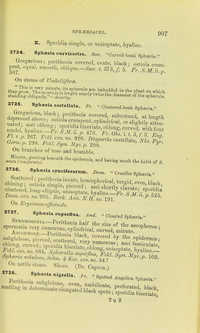 I E. Sporidia simple, or uniseptate, hyaline. 2724. Sphaeriacurvirostra. Sorv. Curved-beak Sphseria. Gregarious; perithecia covered, ovate, black; ostiola erum pent, equal, smooth, oblique.-^oz^. t. 373,/ b. Fr S M^^p, On stems of Umbelliferce. ^^^yl^o^\ZlZ^^^^^^ in the plant on which standing ohWcinelj.-Soiomly ^ ^® diameter of the spherule, 2725. Sphaeriarostellata. Fr.  Clustered-beak Sphseria. W Gregarious, black; perithecia covered, subrotund at lenHh depressed above; ostiolaerumpent, cylindrical oShtlv «Tf On branches of rose and bramble. <-^i7.o:'S^ ^--^ -^eJ' the habit of S. 2726. SphaeHa c^cifera^um. Des...  Crucifer Sph^ria •> Desm. exs. no. 985. Berk. Ann. N.H.no. 191. On Erysimum officinale. 2727. Sphaeria superflua. An,d. « Clouded Sph^ria. Spermogonia.—Perithecia bnlf r ^i On Mttle stems. Slicre. (Dr. Capi-on.)