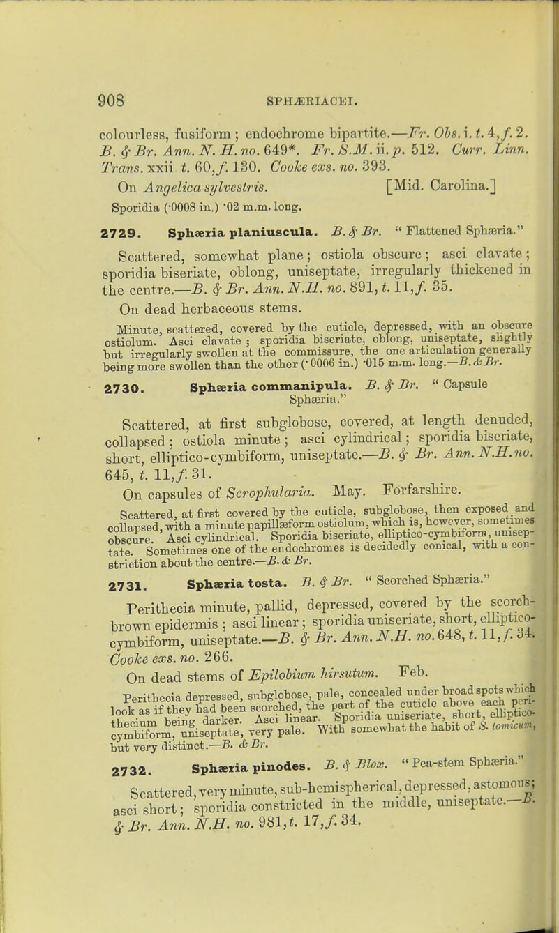 colourless, fusiform ; endochrome bipartite.—Fr. Obs. i. t. 4,,f. 2. B. ^ Br. Ann. N. H. no. 649*. Fr. S.M. ii. p. 512. Curr. Linn. Trans, xxii t. 60,/. 130, Coolce exs. no. 393. On Angelica sylvestris. [Mid. Carolina.] Sporidia ('0008 in.) 02 m.m.loDg. 2729. Spharia planiuscula. B.^Br.  Flattened Sphseria. Scattered, somewhat plane; ostiola obscure; asci clavate; sporidia biseriate, oblong, uniseptate, irregularly thickened in the centre.—-B. ^ Br. Ann. N.H. no. 891,1.11,/. 35. On dead herbaceous stems. Minute, scattered, covered by the cuticle, depressed, with an ohscure ostiolum. Asci clavate ; sporidia biseriate, oblong, uniseptate, slightly but irregularly swollen at the commissure, the one articulation generally being more swollen than the other (• 0006 in.) -015 m.m. long.—-B. cfc .Br. 2730. Sphaeria commanipula. B. Br. Capsule Sphseria. Scattered, at first subglobose, coTered, at length denuded, collapsed ; ostiola minute ; asci cylindrical; sporidia biseriate, short, elliptico-cymbiform, uniseptate.—B. ^ Br. Ann.N.H.no. 645, 11,/31. On capsules of Scrophularia. May. Forfarshire. Scattered, at first covered by the cuticle, subglobose, then exposed and collapsed, with a minute papiUseform ostiolum, which is, however, sometimes obscure Asci cylindrical. Sporidia biseriate, elliptico-cymbiform, umsep- tate. Sometimes one of the endochromes is decidedly conical, with a con- striction about the centre.—JB. & Br. 2731. Sphseria tosta. B. ^ Br.  Scorched Spharia. Perithecia minute, pallid, depressed, covered by the sporch- brown epidermis ; asci linear; sporidia nniseriate, short, elliptico- cymbiform, uniseptate.-^. ^Br.Ann.N.H. no. 648, i. 11,/: 34. Cooke exs. no. 266. On dead stems of Epilobium hirsutum. Feb. PprHhecia denressed, subglobose, pale, concealed under broad spots which Feritliecia aepresbe , B ^ ,^ ^^^.^j^ ^^^^^ ^^^^ ook as if t^eyjiad been BC^rchea x^e V ^^i.eriate, short, elliptico- SSormr'nisepfate, Xv^L With^ somewhat the habit of S. mncu., but very distinct.—B. <i;£r. 2732. Spharia pinodes. B. i Blox. « Pea-stem Spharia. Scattered, veryminute,sub-hemispherical,depressed,astomons; asci short; sporidia constricted in the middle, umseptate.-i^. ^ Br. Ann. N.H. no. 981, 17,/. 34. J