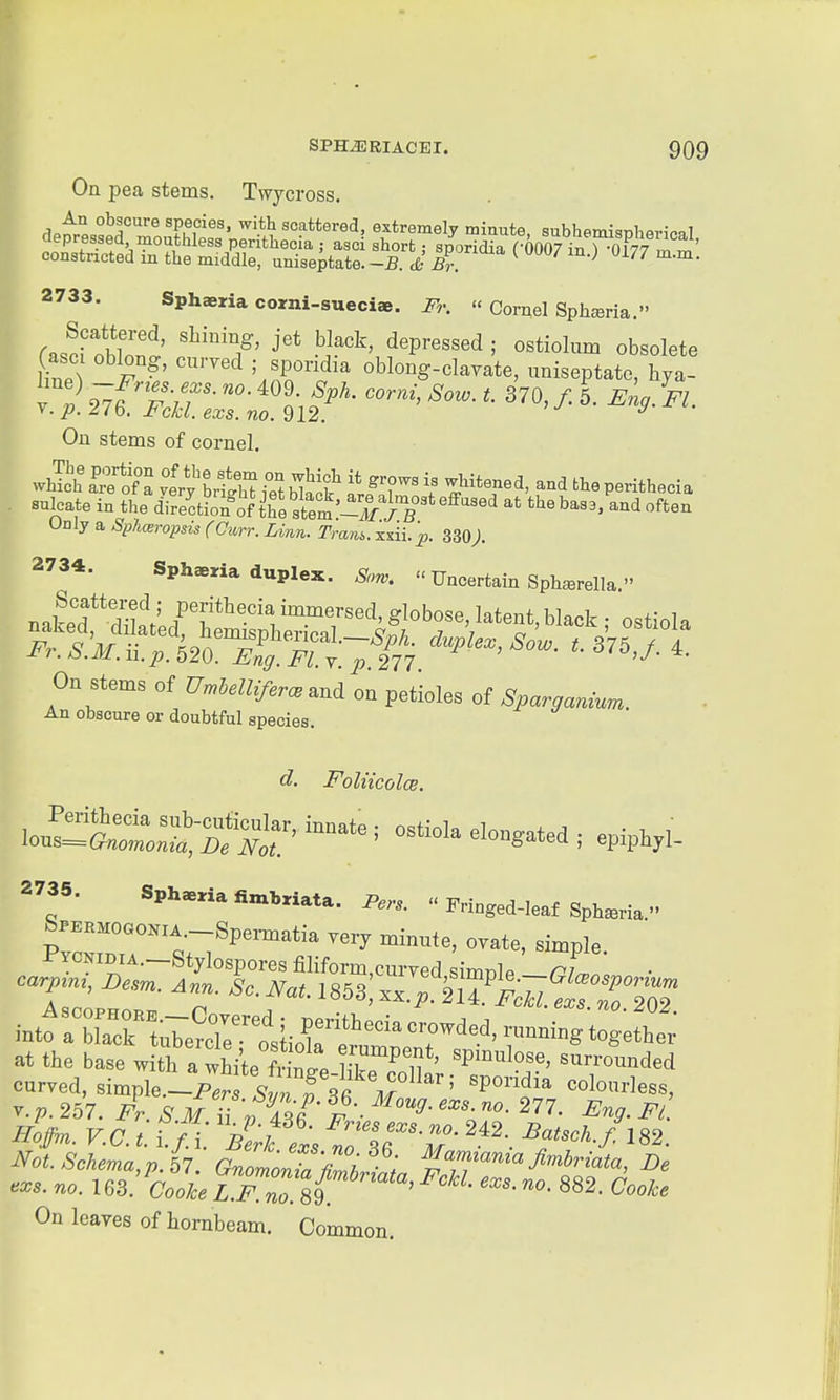 On pea stems. Twycross. An obscure species, with scattered, extremely minute, subhemisDheriml 2733. Sphaeria coini-sueciae. Fr.  Cornel Sphsria. rasci ohlll' '^''7' ^i^'^' ^'^'''''^ obsolete Casci oblong, curved ; spondia oblong-clavate, uniseptatc, hya- . .^fZ')?'- ^P^- ''''''' ^<''- 370, /. 5. Eng. Fl y. p. 276. FcH. exs. no. 912. ^ sulcate in the dire^ctroJfof tfe stem-^7);B'^''^ ^^^^f*^^ Only a Splueropsis (Gurr. Linn. Tram.. xAi.p. 330;. 2734. Sphceria duplex. Sow.  Uncertain Sph^erella. On stems of UmlelUferc. and on petioles of Sparganiun.. An obscure or doubtful species. d. Foliicolce. Io^SS:::^;-S^^r'^^^*^' ostlola elongated; .,^^,1. 2735. Sph^xia fimbriata. Pers.  Fringed-leaf Sph^ria  SPEKM0GOKiA.-Spermatia yery minute, ovate, simple intfaXcrtuTe^e^lL^^^^^^^^ at the base with a white SnLe HkeTlf' '^'''^'''^ ^-rrounded curved, simple.-pJ 2rf36 T '' 'P''? colourless, On leaves of hornbeam. Common.