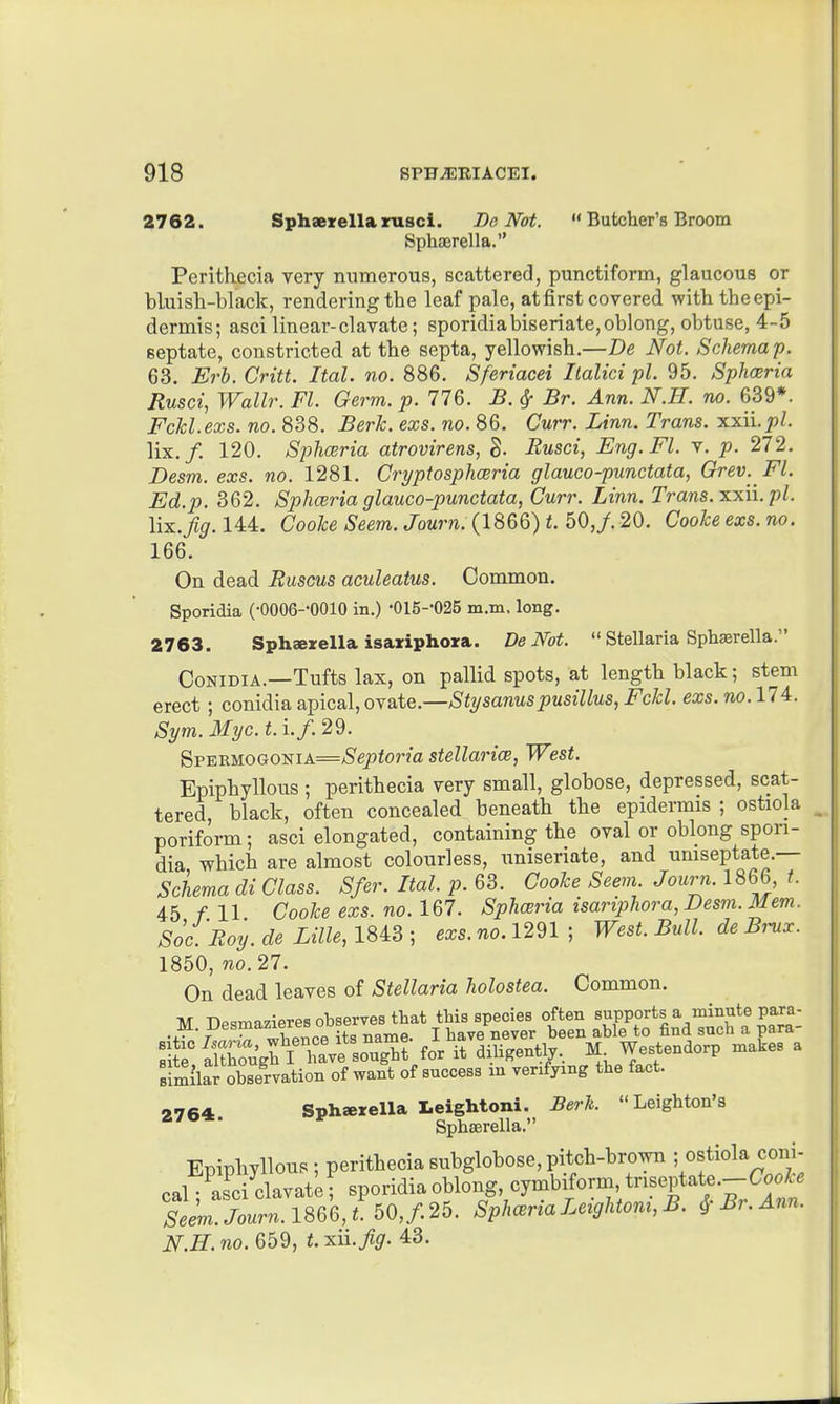2762. Sphaerellaruscl. Be Nat.  Butcher's Broom Sphffirella. Perithecia very numerous, scattered, punctiform, glaucous or bluish-black, rendering the leaf pale, atfirst covered withthecpi- dermis; asci linear-clavate; sporidiabiseriate,oblong, obtuse, 4-5 septate, constricted at the septa, yellowish.—De Not. Schema p. 63. Erh. Critt. Ital. no. 886. Sferiacei Ilalici pi. 95. Sphceria Rusci, Wallr. Fl. Germ. p. 776. B. ^ Br. Ann. N.H. no. 639*. Fckl.exs. no. 838. Berk. exs. no. 86. Curr. Linn. Trans, xxii.pi. lix./. 120. Sphceria atrovirens, 8. Rusci, Eng.Fl. v. p. '2,12. Desm. exs. no. 1281. Crypto sphceria glauco-punctata, Grev. Fl. Ed.p. 362. Sphceria glauco-punctata, Curr. Linn. Trans.-5Lxn.pl. Wx.fig. 144. Cooke Seem. Journ. (1866) t. 60,J. 20. Cooke exs. no. 166. On dead Ruscus aculeatus. Common. Sporidia (•0006--0010 in.) •015--025 m.m. long. 2763. Sphserella isariphora. De Not.  Stellaria Sphaerella. CoNiDiA.—Tufts lax, on pallid spots, at length black; stem erect ; conidia apical, o\&iQ.—Stysanuspusillus, Fckl. exs. no. 174. Sym. Myc. t. i.f. 29. ^v%ViM.oGosik=Septoria stellarice. West. Epiphyllous; perithecia very small, globose, depressed, scat- tered, black, often concealed beneath the epidermis ; ostiola poriform; asci elongated, containing the oval or oblong spon- dia which are almost colourless, uniseriate, and umseptate.— Schema di Class. Sfer. Ital. p. 63. Cooke Seem. Jouim. 1866, t. 45 f. 11 Cooke exs. no. 167. Sphceria isariphora, Desm. Mem. Soc.Roy. de Lille, 1843 ; exs. no. 1291 ; West. Bull, de Brux. 1850, no. 27. On dead leaves of Stellaria holostea. Common. TVr Dpc^mazieres observes that this species often supports a minute para- M. ^esmazieres ODBB have never been able to find such a para- d SZugfl haVelo'ugTt for it diligently.. M Westendorp makes a similar observation of want of success in verifying the fact. 2764. Sphserella leightoni. Berlt. Leighton's SphEerella. Epiphyllous; peritheciasubglobose,pitch-brown i ofiol*^;^; cal ;^asci clavate ; sporidia oblong cymbafo™., tnseptate._Co^^^^^^ Seem.Journ.l^Q%,t. 50,/.25. Sph<BnaLeightom,B. ^Br.Ann. N.H. no. 659, t. xil Jig. 43.