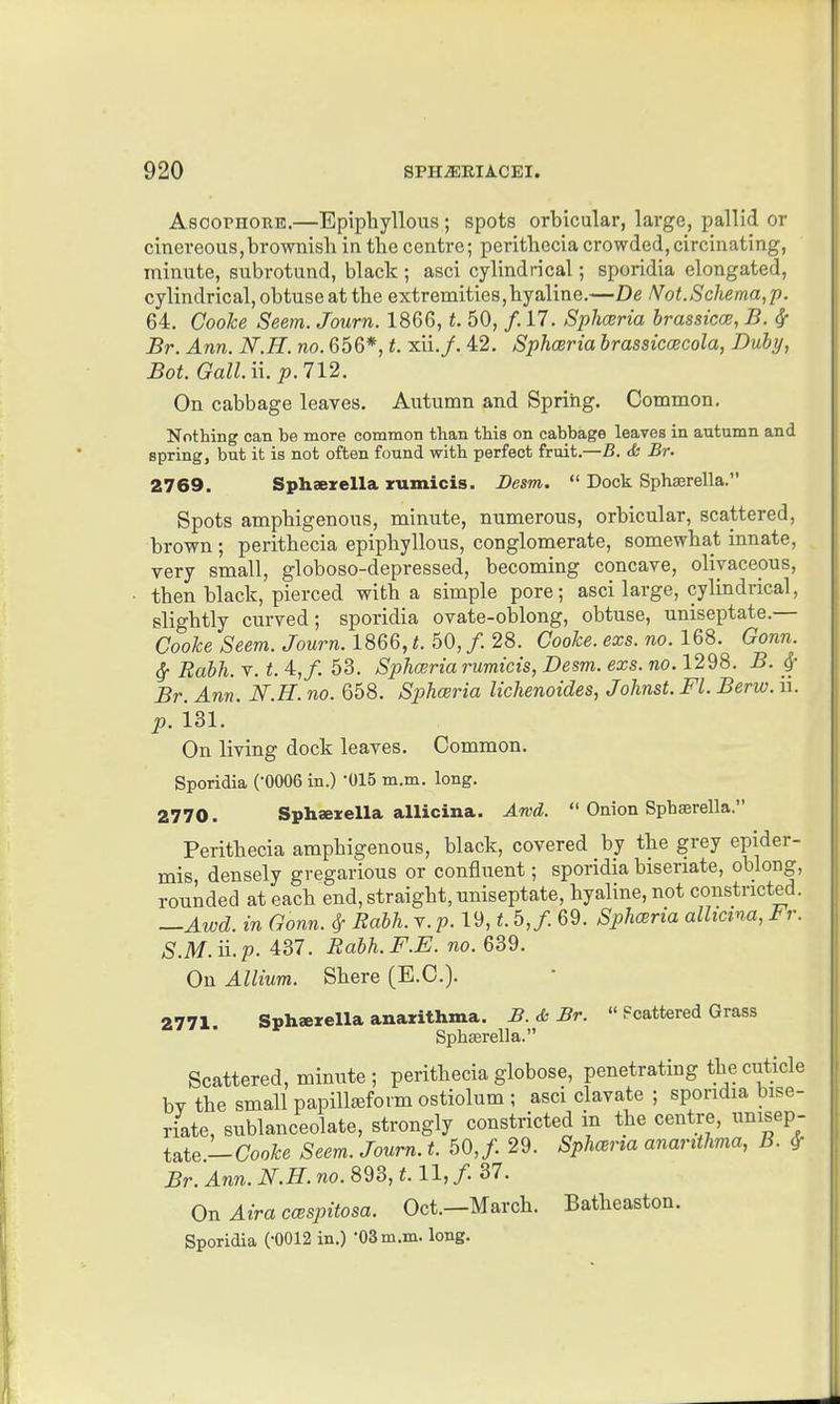 AsooPHORE.—Epiphyllous ; spots orbicular, large, pallid or cinereous,brownish in the centre; perithecia crowded, circinating, minute, subrotund, black ; asci cylindrical; sporidia elongated, cylindrical, obtuse at the extremities,hyaline.—De /Vot.Schema,p. 64. Cooke Seem. Journ. 1866, t. 50, /. 17. Sphoeria brassicce, B. ^ Br. Ann. N.H. no. 656*, t. xii./. 42. Sphoeria brassiccecola, Dubj/, Bat. Gall. ii. J9.712. On cabbage leaves. Autumn and Spring. Common. Nothing can be more common than this on cabbage leaves in autumn and spring, but it is not often found with perfect fruit.—B. & Br. 2769. Sphaerella rumicis. Desm.  Dock Sphasrella. Spots amphigenous, minute, numerous, orbicular, scattered, brown ; perithecia epiphyllous, conglomerate, somewhat innate, very small, globoso-depressed, becoming concave, olivaceous, then black, pierced with a simple pore; asci large, cylindrical, slightly curved; sporidia ovate-oblong, obtuse, uniseptate.— Cooke Seem. Journ. 1866, t. 50, /. 28. Cooke, exs. no. 168. Gonn. ^ Rabh. V. t. 4,/. 53. Sphairia rumicis, Desm. exs. no. 1298. B. ^• Br. Ann. N.H. no. 658. Sphceria lichenoides, Johnst. Fl. Berw. ii. p. 131. On living dock leaves. Common. Sporidia ('0006 in.) -015 m.m. long. 2770. Spharella allicina. Awd.  Onion Sphsrella. Perithecia amphigenous, black, covered by the grey epider- mis, densely gregarious or confluent; sporidia biseriate, oblong, rounded at each end, straight, uniseptate, hyaline, not constricted. —Awd. in Gonn. ^ Rabh. v. p. 19, t. 5,/. 69. SphcBria allicina,tr. S.M.n.p. 437. Rabh.F.E. no. 639. On Allium. Shere (E.C.). 2771. Sphserella anarithma. B.&Br. «Fcattered Grass Sphcerella. Scattered, minute; perithecia globose, penetrating the cuticle bv the small papillseform ostiolum ; asci clavate ; sporidia bise- riate, sublanceolate, strongly constricted in the centre, unisep- tate — Cooke Seem. Journ. t. 60, f. 29. Sphcerta anartthma, B. ^ Br. Ann. N.H. no. 893,1.11, /. 37. On Aira ccespitosa. Oct.—March. Batheaston. Sporidia ('0012 in.) 03 m.m. long.