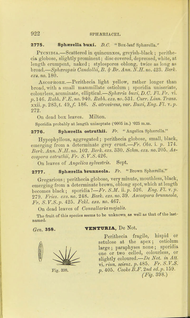 2775. Sphaejrella buxi. B.C.  Box-leaf Sphserella. PycNiDiA.—Scattered in quincunxes, greyish-black ; perithe- cia globose, slightly prominent; disc covered, depressed, white, at length erumpent, naked ; stylospores oblong, twice as long as bi'oad.—Sphceropsis Candollii, B. ^ Br. Ann. N.Ii. no. 423, Berk, exs. no. 180. AscoPHORE.—Perithecia light yellow, rather longer than broad, with a small mammillate ostiolum ; sporidia uniseriate, colourless, acuminate, elliptical.—Spliceria buxi, D.C. Fl.Fr. vi. p. 146. Rabli. F.E. no. 940. Eabh. exs. no. 531. Curr. Linn. Trans. xxii. p. 283, <. 49,/. 186. S. atrovirens, var. Buxi, Eng. Fl. Y.p. 272. On dead box leaves. Milton. Sporidia probably at length uniseptate (0005 in.) 025 m.m. 2776. Sphaerella ostruthii. Fr.  Angelica Sphajrella. Hypophyllous, aggregated ; perithecia globose, small, black, emerging from a determinate grey crust.—Fr. Obs. i. p. 174. Berk. Ann. N.H. no. 102. Berk. exs. 330. Schm. exs. no. 205. As- cospora ostruthii, Fr. /S. F.aS. 426. On leaves of Angelica sylvestris. Sept. 2777. Sphaerella brunneola. Fr.  Brown Sphaerella. Gregarious; perithecia globose, very minute, mouthless, black, emerging from a determinate brown, oblong spot, which at length becomes black; sporidia l—Fr. S.M. ii. p. 526. Eng. Fl. v.p. 279. Fries, exs.no. 248. Berk. exs. no. Ascospora brunneola, Fr. S.V.S.p. 425. Fckl. exs. no. 467. On dead leaves of Convallariamajalis. The fruit of this species seems to be unknown as well as that of the last- named. Gen. 358. VENTURIA, De Not. Perithecia fragile, hispid or setulose at the apex; ostiolum large ; paraphyses none ; sporidia one or two celled, colourless, or slightly coloured.—De Not. in Att. vi. 7nun. scienz. p. 485. Fr. S.V.S. . 398. p. 405. Cooke B.F. 2nd ed.p. 159. (Fig. 398.)