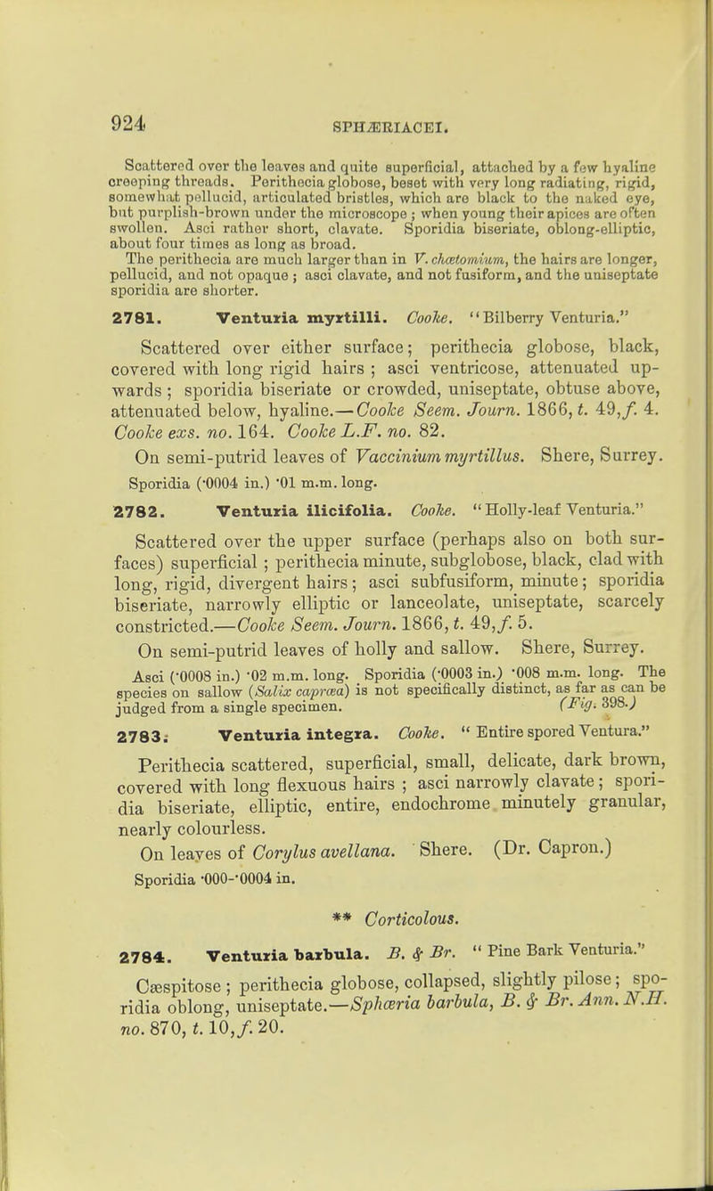 Scattered over the leaves and quite superficial, attached by a few hyaline creeping threads. Perithecia globose, beset with very long radiating, rigid, somewhat pellucid, articulated bristles, which are black to the naked eye, but purplish-brown under the microscope ; when young their apices are often swollen. Asci rather short, clavate. Sporidia biseriate, oblong-elliptic, about four times as long as broad. The perithecia are much larger than in V. chcelomium, the hairs are longer, pellucid, and not opaque ; asci clavate, and not fasiform, and the uniseptate sporidia are shorter. 2781. Ventuiia myrtilli. Coohe,  Bilberry Venturia. Scattered over either surface; perithecia globose, black, covered with long rigid hairs ; asci ventricose, attenuated up- vrards ; sporidia biseriate or crowded, uniseptate, obtuse above, attenuated below, hyaline.— Cooke Seem. Journ. 1866, t 49,/. 4. Cooke exs. no. 164. Cooke L.F. no. 82. On semi-putrid leaves of Vaccinium mr/rtillus. Shere, Surrey. Sporidia (-0004 in.) 01 m.m. long. 2782. Venturia ilicifolia. Cooke.  Holly-leaf Venturia. Scattered over the upper surface (perhaps also on both sur- faces) superficial ; perithecia minute, subglobose, black, clad with long, rigid, divergent hairs ; asci subfusiform, minute; sporidia biseriate, narrowly elliptic or lanceolate, uniseptate, scarcely constricted.—Cooke Seem. Journ. 1866, t. 49,/. 5. On semi-putrid leaves of holly and sallow. Shere, Surrey. Asci (-0008 in.) '02 m.m. long. Sporidia ('0003 in.) '008 m.m. long. The species on sallow {Salix caprcea) is not specifically distinct, as far as can be judged from a single specimen. (Figi 398.j 2783; Venturia Integra. Coohe.  Entire spored Ventura. Perithecia scattered, superficial, small, delicate, dark brown, covered with long flexuous hairs ; asci narrowly clavate; spori- dia biseriate, elliptic, entire, endochrome minutely granular, nearly colourless. On leayes of Corylus avellana. ' Shere. (Dr. Capron.) Sporidia •000--0004 in. ** Corticolous. 2784. Venturia barbula. S. ^ Br.  Pine Bark Venturia. C^spitose ; perithecia globose, collapsed, slightly pilose; spo- ridia oblong, uniseptate.—/Sp/iccn'a harbula, B. ^ Br. Ann. N.H. no. 870, 1.10,/. 20.