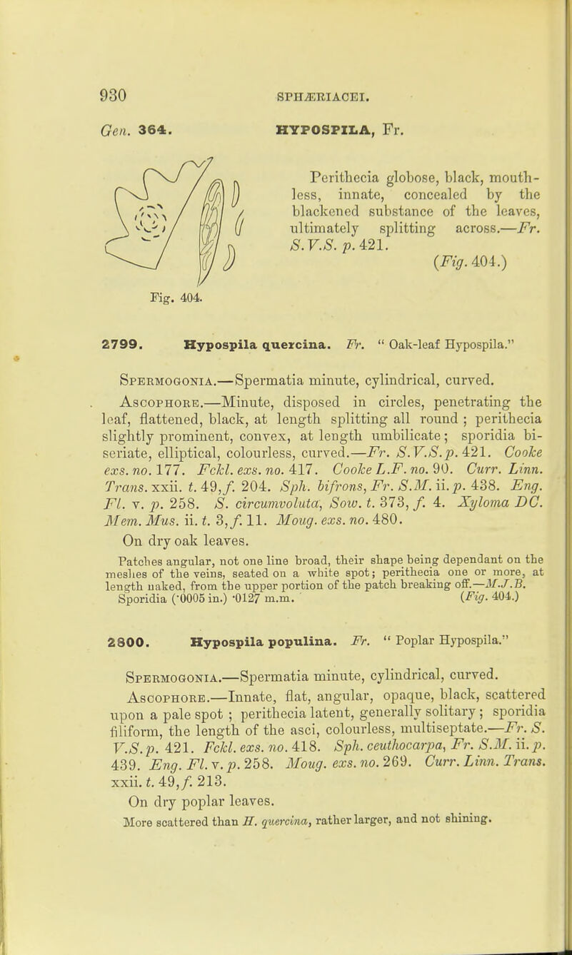 Gen. 364. HYPOSPZI.A, Fr. Perithecia globose, black, mouth- less, innate, concealed by the blackened substance of the leaves, ultimately splitting across.—Fr. S.V.S. p. 4:21. {Fig. 404.) Kg. 404 2799. Hypospila quexcina. Fr.  Oak-leaf Hypospila.' Spermogonia.—Spermatia minute, cylindrical, curved. AscopHORE.—Minute, disposed in circles, penetrating the leaf, flattened, black, at length splitting all round ; perithecia slightly prominent, convex, at length umbilicate; sporidia bi- seriate, elliptical, colourless, curved.—Fr. S.V.S.p. 421. Cooke exs.no. 111. Fckl. exs. no. ill. Cooke L.F. no. 90. Curr. Linn. Trans, xxii. t.49,f. 204. Sph. bifrons, Fr. S.M. ii. p. 438. Eng. Fl. V. p. 258. S. circumvoluta, Sow. t. 373,/. 4. Xyloma DC. Mem. Mus. ii. t. 3,/. 11. Moug. exs. no. 480. On dry oak leaves. Fatclies angular, not one line broad, their shape being dependant on the Tiieslies of the veins, seated on a white spot; perithecia one or more, at length naked, from the upper portion of the patch breaking off.—M.J.B. Sporidia (-0005 in.) -0127 m.m. {Fig. 404.) 2800. Hypospila populina. Fr.  Poplar Hypospila. Spermogonia.—Spermatia minute, cylindrical, curved. AscopHORE.—Innate, flat, angular, opaque, black, scattered upon a pale spot ; perithecia latent, generally solitary; sporidia filiform, the length of the asci, colourless, multiseptate.—Fr. S. V.S. p. 421. Fckl. exs. no. 418. Sfh. ceuthocarpa, Fr. S.M. ii. p. 439. Eng. Fl. v. p. 258. Moug. exs. no. 269. Curr. Linn. Trans. xxii. t. 49,/. 213. On dry poplar leaves. More scattered than H. quercina, rather larger, and not shining.