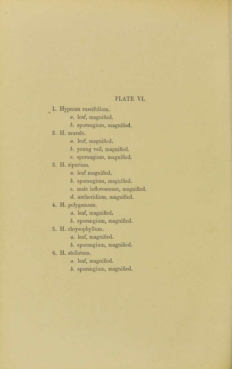 ^ 1. Hypnum ruscifoliura. a. leaf, magnified. b. sporangium, magnified. 2. H. murale. a. leaf, magnified. b. young veil, magnified. c. sporangium, magnified. 3. H. riparium. a. leaf magnified. b. sporangium, magnified. c. male inflorescence, magnified. d. antheridium, magnified. 4. H. polygamum. a. leaf, magnified. b. sporangium, magnified. 5. H. cmysophyllum. a. leaf, magnified. b. sporangium, magnified. 6. H. stellatum. a. leaf, magnified.