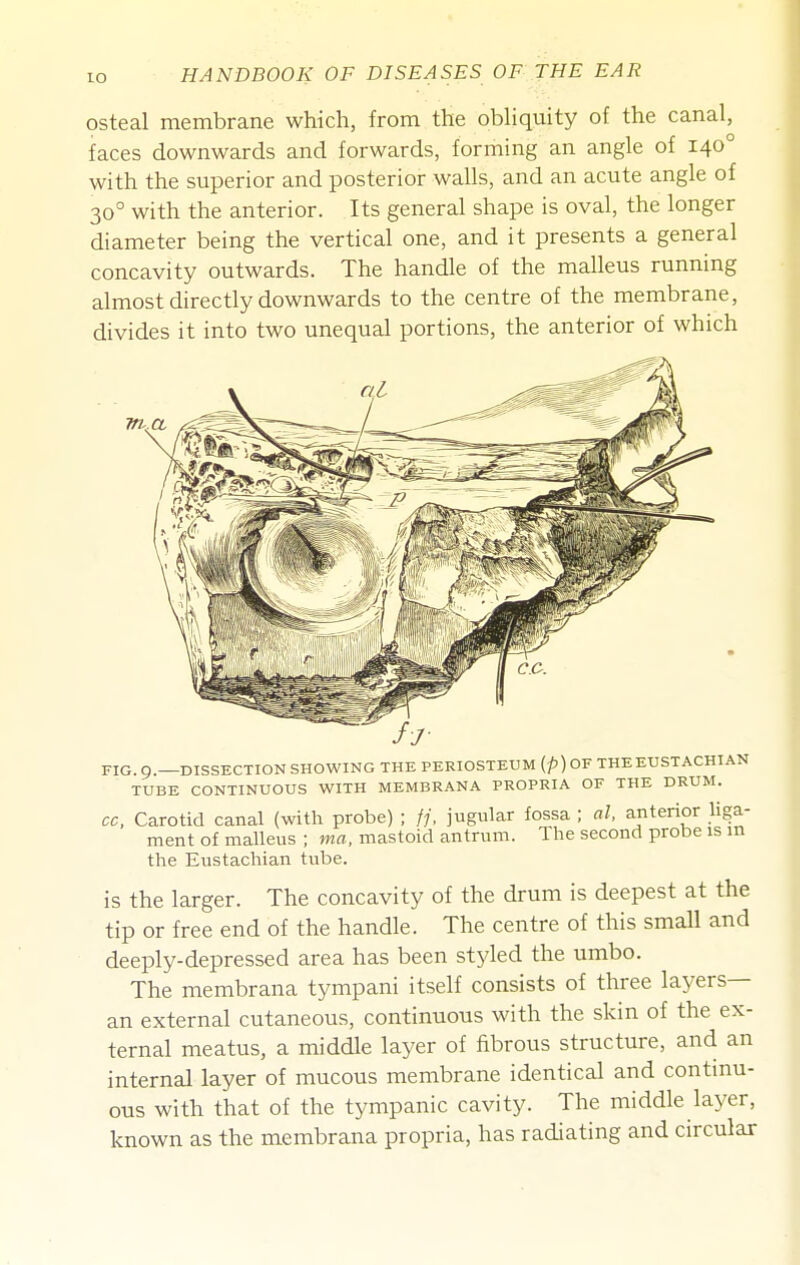 osteal membrane which, from the obliquity of the canal, faces downwards and forwards, forming an angle of 140° with the superior and posterior walls, and an acute angle of 30° with the anterior. Its general shape is oval, the longer diameter being the vertical one, and it presents a general concavity outwards. The handle of the malleus running almost directly downwards to the centre of the membrane, divides it into two unequal portions, the anterior of which FIG. 9.—DISSECTION SHOWING THE PERIOSTEUM (p)OF THEEUSTACHIAN TUBE CONTINUOUS WITH MEMBRANA PROPRIA OF THE DRUM. cc, Carotid canal (with probe) ; //, jugular fossa ; al, anterior Uga- ment of malleus ; ma. mastoid antrum. The second probe is m the Eustachian tube. is the larger. The concavity of the drum is deepest at the tip or free end of the handle. The centre of this small and deeply-depressed area has been styled the umbo. The membrana tympani itself consists of three layers— an external cutaneous, continuous with the skin of the ex- ternal meatus, a middle layer of fibrous structure, and an internal layer of mucous membrane identical and continu- ous with that of the tympanic cavity. The middle layer, known as the membrana propria, has radiating and circular