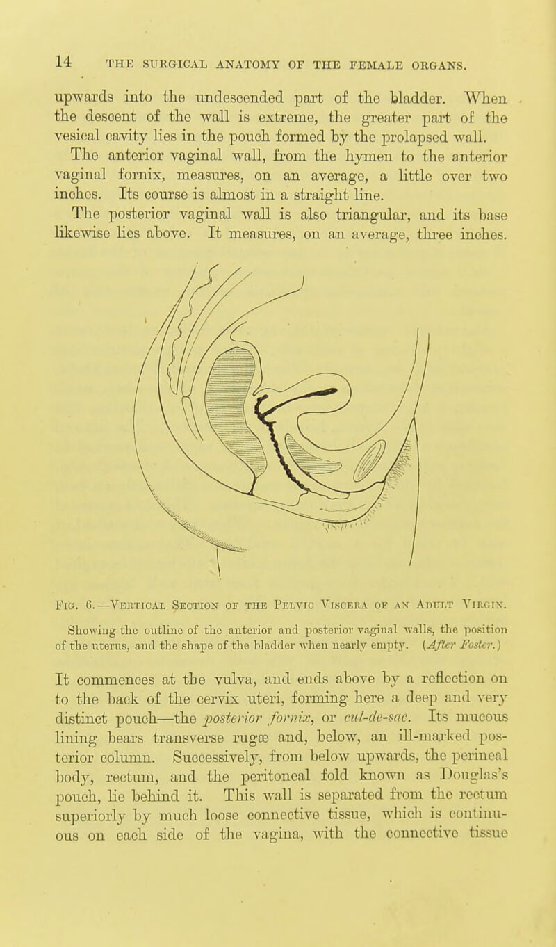 upwards into the imdescended part of the Isladder. When the descent of the wall is extreme, the greater part of the vesical cavity lies in the potich formed hy the prolapsed wall. The anterior vaginal wall, from the hymen to the anterior vaginal fornix, measm-es, on an average, a little over two inches. Its course is almost in a straight line. The posterior vaginal waU. is also triangular, and its base likewise lies above. It measures, on an average, three inches. F[o. C.—Vektical Section of the Pelvic Viscera of ax Adult Virgin. Showing the outline of the anterior and posterior vaginal walls, the position of the uterus, and the shape of the bladder wlien nearly emptj'. (After Foster.] It commences at the vulva, and ends above by a reflection on to the back of the cervix uteri, forming here a deep and very distinct pouch—the posterior fornix, or cul-de-sac. Its mucous lining bears transverse rugas and, below, an ill-mai'ked pos- terior column. Successively, from beloAv upwards, the perineal body, rectum, and the peritoneal fold kno-rni as Douglas's pouch, lie behind it. This wall is separated from the rectum superiorly by much loose connective tissue, which is continu- ous on each side of the vagina, with the connective tissue