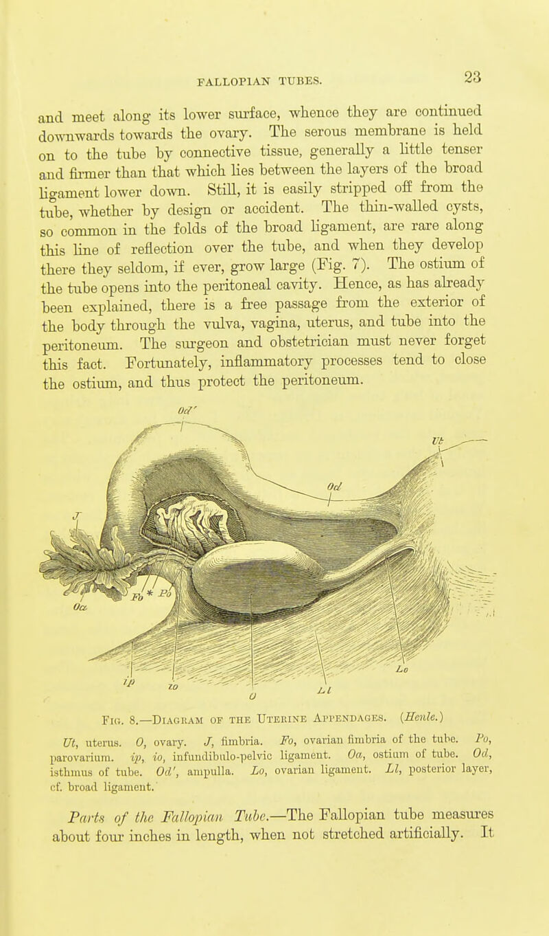 FALLOPIAN TUBES. and meet along its lower surface, whence they are continued do-^Tiwards towards the ovary. The serous membrane is held on to the tube by connective tissue, generally a little tenser and fii-mer than that which lies between the layers of the broad ligament lower down. Still, it is easily stripped off from the tube, whether by design or accident. The thin-waUed cysts, so common in the folds of the broad Ugament, are rare along this line of reflection over the tube, and when they develop there they seldom, if ever, grow large (Fig. 7). The ostium of the tube opens into the peritoneal cavity. Hence, as has already been explained, there is a free passage from the exterior of the body through the vulva, vagina, uterus, and tube into the peritoneum. The sm-geon and obstetrician must never forget this fact. Fortunately, inflammatory processes tend to close the ostium, and thus protect the peritoneum. oa' Fid. 8.—Diagram of the Utepjne Appendages. {Hcnle.) Ut, uterus. 0, ovary. J, fimbria. Fo, ovarian fimbria of the tube. Fo, parovarium, ip, io, infundibiilo-pelvic ligament. Oa, ostium of tube. Od, isthmus of tube. Od', ampulla. Lo, ovarian ligament. LI, posterior layer, cf broad ligament. Parts of the Falhpian Tube.—The Fallopian tube measm-es about foui' inches in length, when not stretched artificially. It