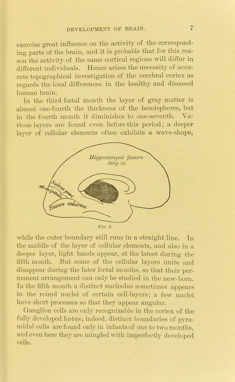 exercise great influence on the activity of the correspond- ing parts of the brain, and it is probable that for this rea- son the activity of the same cortical regions will differ in different individuals. Hence arises the necessity of accu- rate topographical investigation of the cerebral cortex as regards the local differences in the healthy and diseased human brain. In the third foetal month the layer of gray matter is almost one-fourth the thickness of the hemispheres, but in the fourth month it diminishes to one-seventh. Va- rious layers are found even before this period; a deeper layer of cellular elements often exhibits a wave-shape, Fig. 2. while the outer boundary still runs in a straight line. In the middle of the layer of cellular elements, and also in a deeper layer, light bands appear, at the latest during the fifth month. But some of the cellular layers unite and disappear during the later foetal months, so that their jDcr- manent arrangement can only be studied in the new-born. In the fifth month a distinct nucleolus sometimes appears in the round nuclei of certain cell-layers; a few nuclei have short processes so that they appear angular. Ganglion cells are only recognizable in the cortex of the fully developed foetus; indeed, distinct boundaries of pyra- midal cells are found only in infants of one to two months, and even here they are mingled with imperfectly developed cells.