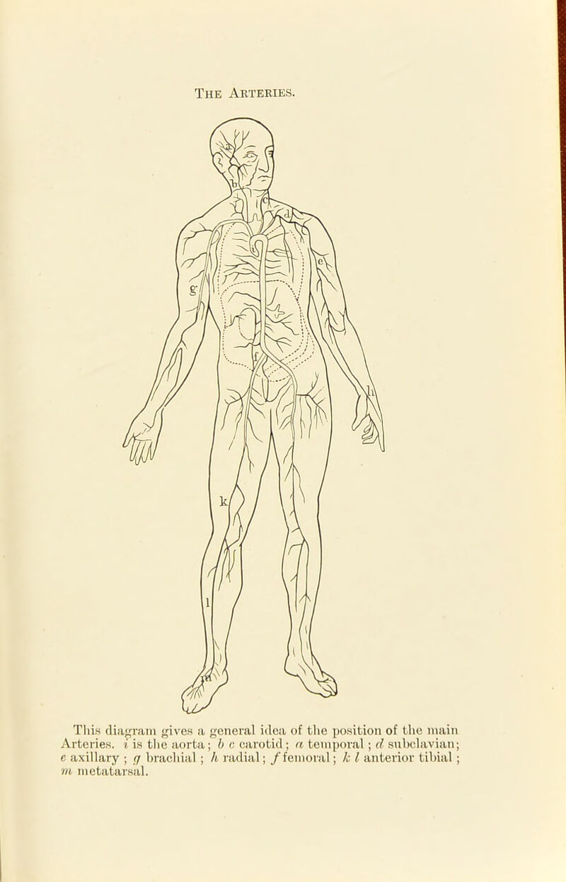 The Arteries. Tliis diagram gives a general idea of the position of the main Arteries, i is the aorta; b c carotid; a temporal; d subclavian; c axillary ; g brachial; h radial; /femoral; k l anterior tibial; m metatarsal.