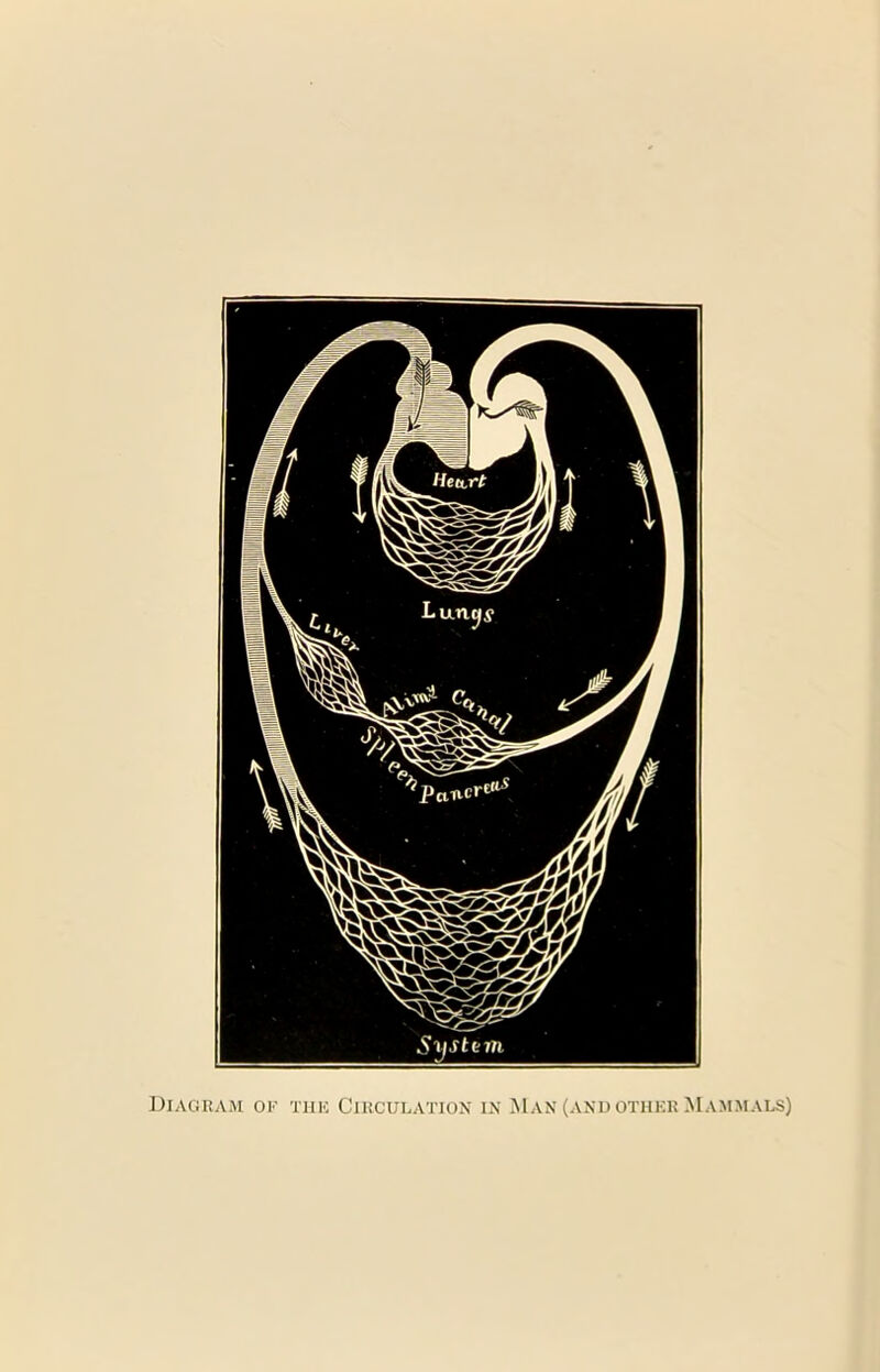 Diagram ok the Circulation in Man (and other M ammals)