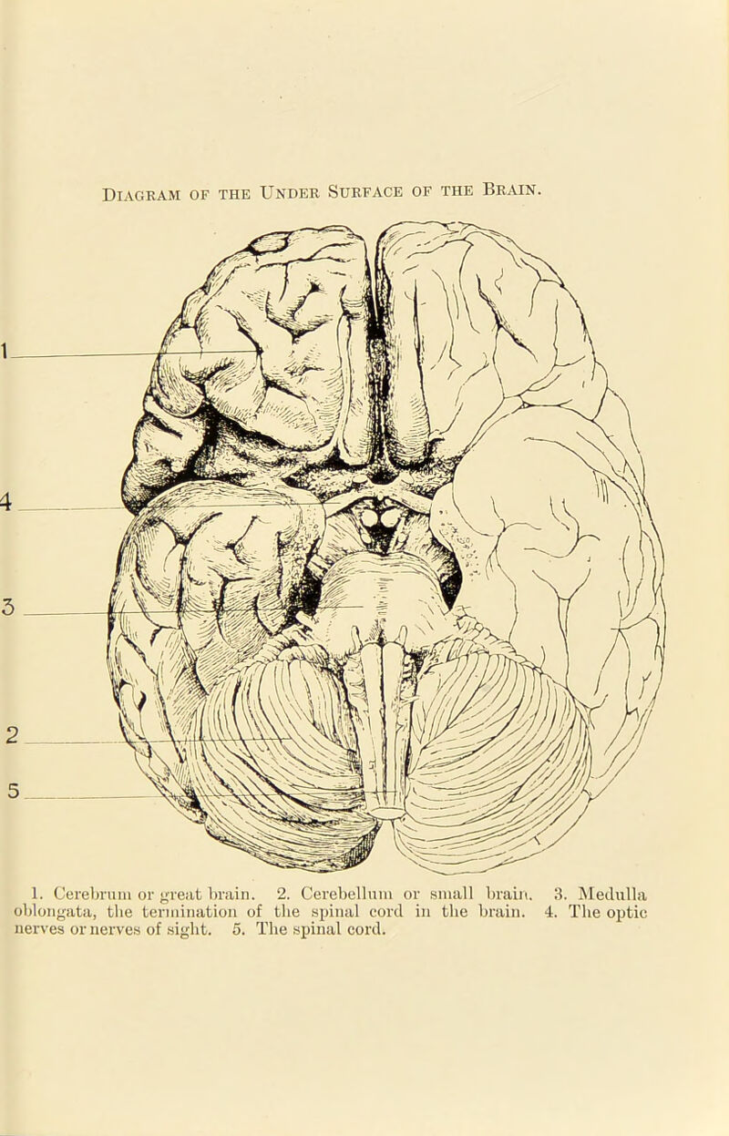 Diagram of the Under Surface of the Brain. 1. Cerebrum or great brain. 2. Cerebellum or small brain. 3. Medulla oblongata, the termination of the spinal cord in tbe brain. 4. The optic