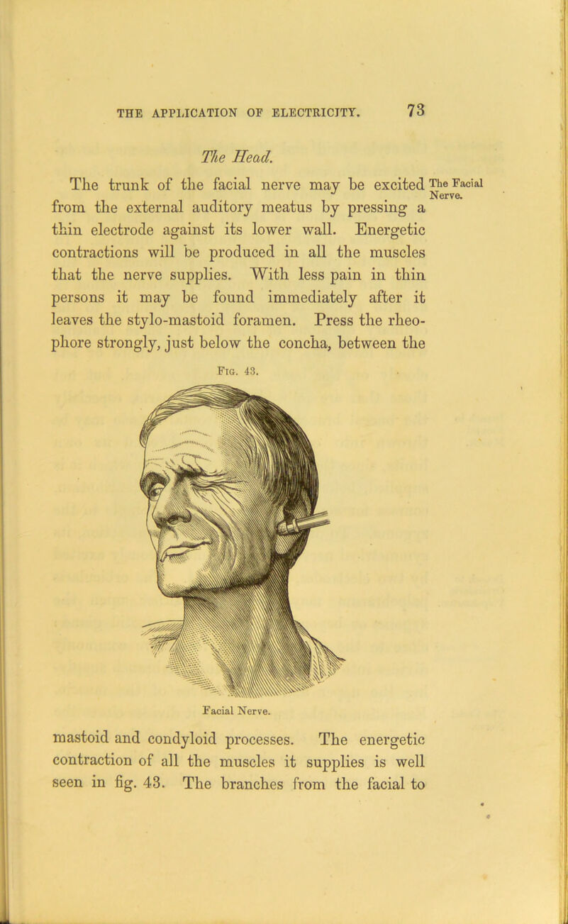 The Head. The trunk of the facial nerve may he excitedThe Fac>ai Nerve. from the external auditory meatus by pressing a thin electrode against its lower wall. Energetic contractions will be produced in all the muscles that the nerve supplies. With less pain in thin persons it may be found immediately after it leaves the stylo-mastoid foramen. Press the rheo- phore strongly, just below the concha, between the Fig. 43. Facial Nerve. mastoid and condyloid processes. The energetic contraction of all the muscles it supplies is well seen in fig. 43. The branches from the facial to