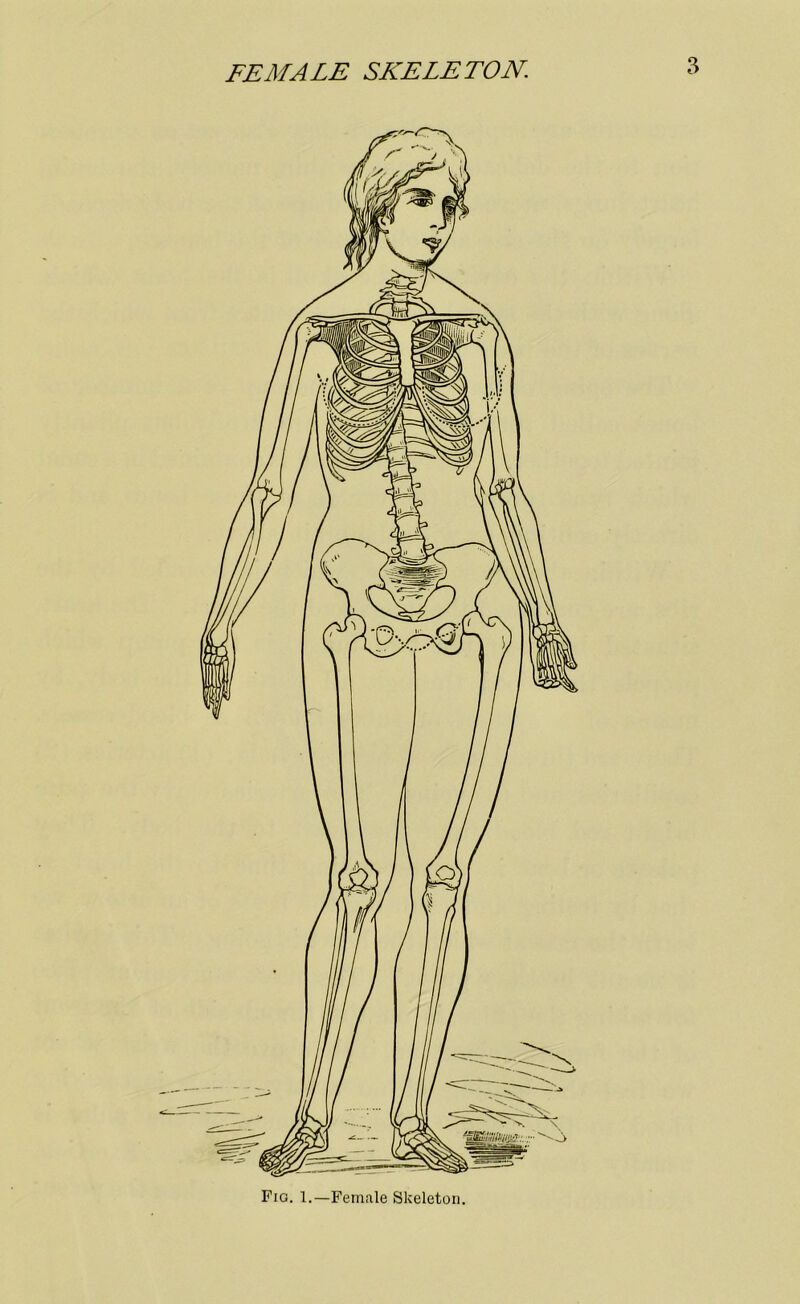 FEMALE SKELETON. Fig. 1.—Female Skeleton.