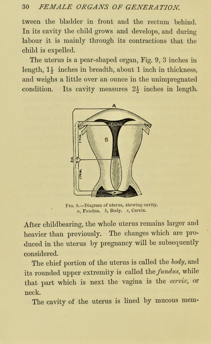 tween the bladder in front and the rectum behind. In its cavity the child grows and develops, and during labour it is mainly through its contractions that the child is expelled. The uterus is a pear-shaped organ, Tig. 9, 3 inches in length, 1J inches in breadth, about 1 inch in thickness, and weighs a little over an ounce in the unimpregnated condition. Its cavity measures 2J inches in length. A FIG. 9.—Diagram of uterus, shewing cavity. a, Fuudus. b, Body, c. Cervix. After childbearing, the whole uterus remains larger and heavier than previously. The changes which are pro- duced in the uterus by pregnancy will be subsequently considered. The chief portion of the uterus is called the body, and its rounded upper extremity is called the fundus, while that part which is next the vagina is the cervix, or neck. The cavity of the uterus is lined by mucous mem-