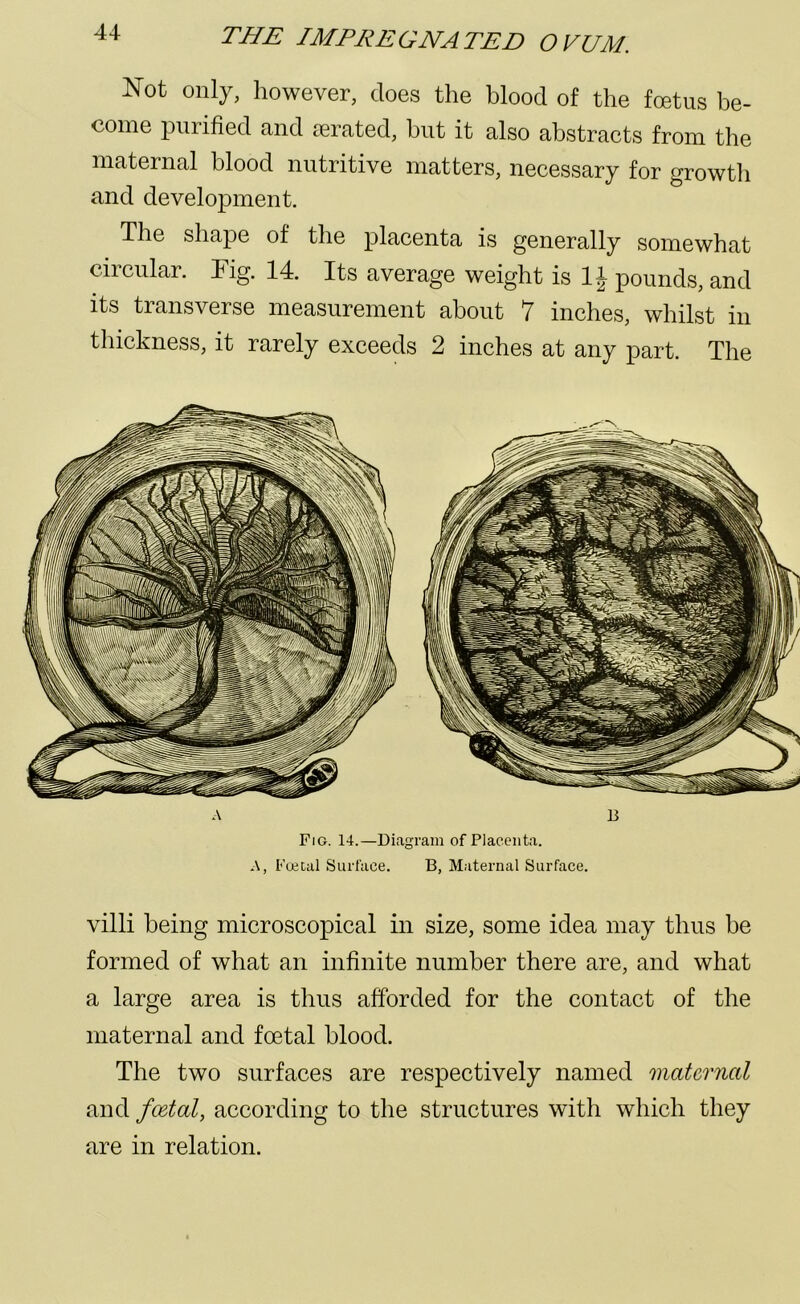 Not only, however, does the blood of the foetus be- come purified and aerated, but it also abstracts from the maternal blood nutritive matters, necessary for growth and development. The shape of the placenta is generally somewhat circular. Fig. 14. Its average weight is 1J pounds, and its transverse measurement about 7 inches, whilst in thickness, it rarely exceeds 2 inches at any part. The villi being microscopical in size, some idea may thus be formed of what an infinite number there are, and what a large area is thus afforded for the contact of the maternal and foetal blood. The two surfaces are respectively named maternal and fcetal, according to the structures with which they are in relation. A B Fig. 14.—Diagram of Placenta. A, Foetal Surface. B, Maternal Surface.