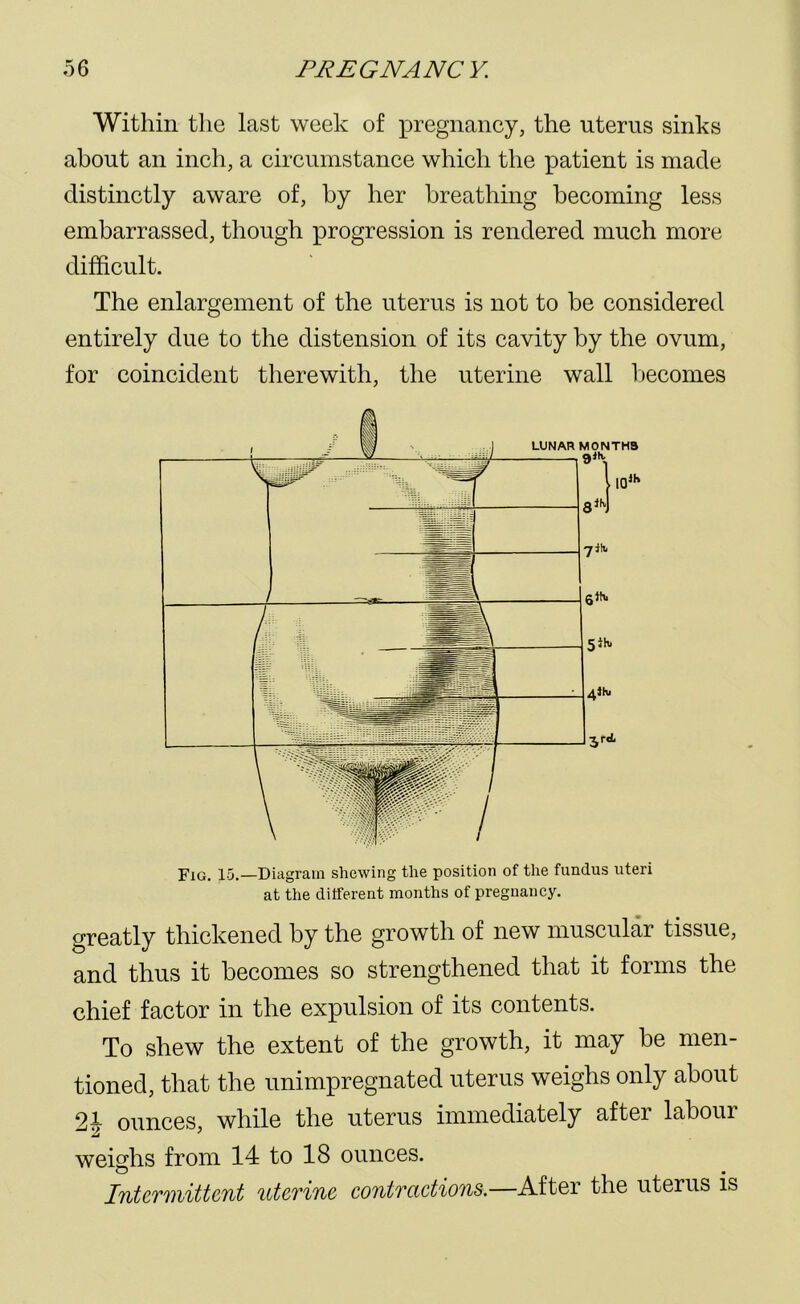 Within the last week of pregnancy, the uterus sinks about an inch, a circumstance which the patient is made distinctly aware of, by her breathing becoming less embarrassed, though progression is rendered much more difficult. The enlargement of the uterus is not to be considered entirely due to the distension of its cavity by the ovum, for coincident therewith, the uterine wall becomes Fig. 15.—Diagram shewing the position of the fundus uteri at the different months of pregnancy. greatly thickened by the growth of new muscular tissue, and thus it becomes so strengthened that it forms the chief factor in the expulsion of its contents. To shew the extent of the growth, it may be men- tioned, that the unimpregnated uterus weighs only about 21 ounces, while the uterus immediately after labour weighs from 14 to 18 ounces. o • Intermittent uterine contractions.—After the uterus is