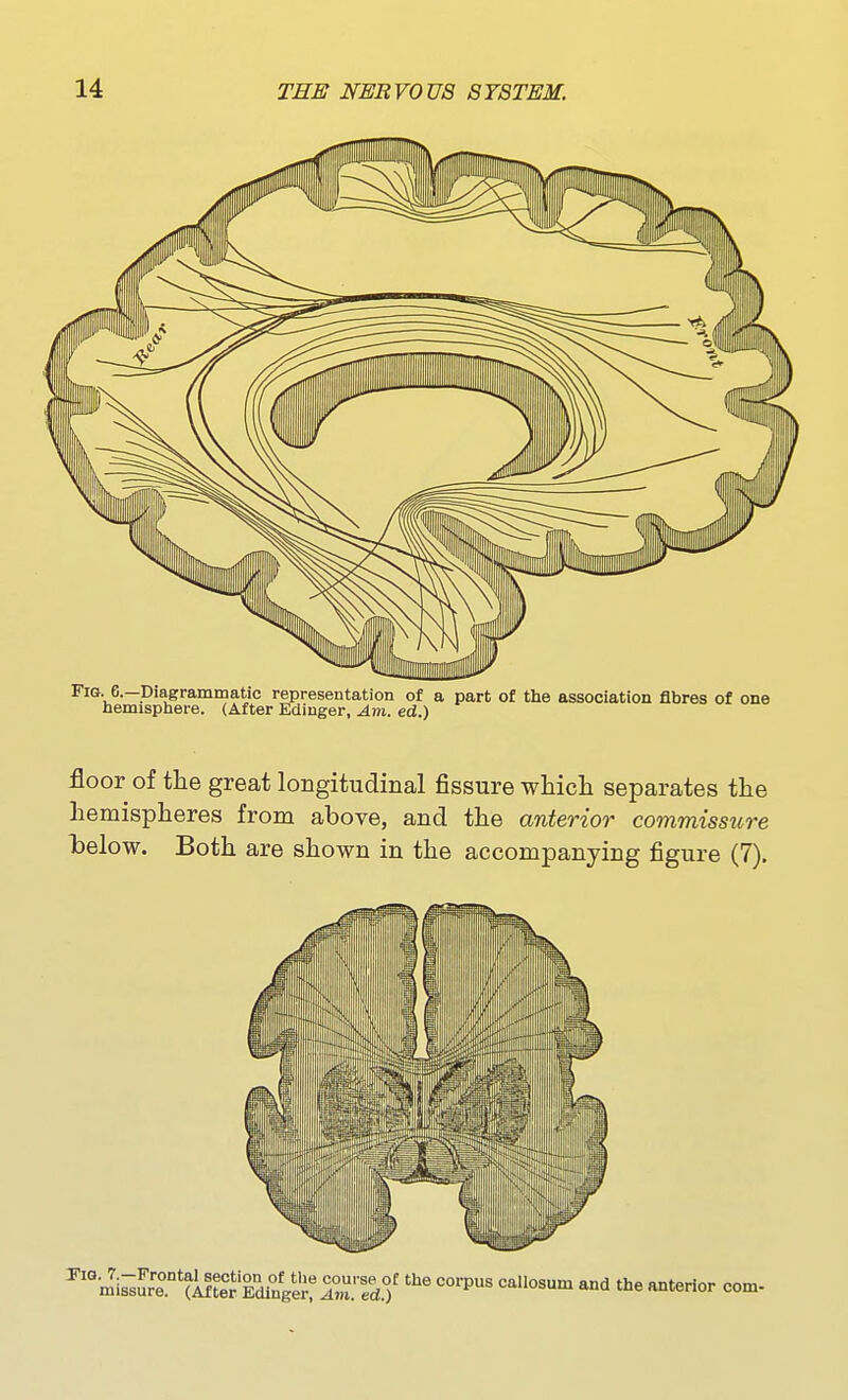 floor of the great longitudinal fissure whicli separates the hemispheres from above, and the anterior commissiire below. Both are shown in the accompanying figure (7).