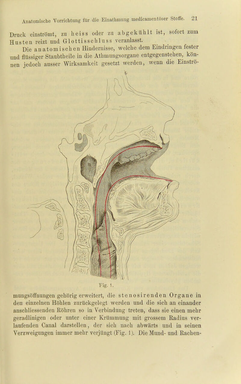 Druck einströmt, zu heiss oder zu abgekühlt ist, sofort zum Husten reizt und Glottisschiuss veranlasst. Die anatomischen Hindernisse, welche dem Eindringen fester und flüssiger Staubtheile in die Athmungsorgane entgegenstehen, kön- nen jedoch ausser Wirksamkeit gesetzt werden, wenn die Einströ- Fig. 1. mungsöffnungen gehörig erweitert, die stenosirenden Organe in den einzelnen Höhlen zurückgelegt werden und die sich an einander anschliessenden Röhren so in Verbindung treten, dass sie einen mehr geradlinigen oder unter einer Krümmung mit grossem Radius ver- laufenden Canal darstellen, der sich nach abwärts und in seinen Verzweigungen immer mehr verjüngt (Fig. 1). Die Mund- und Rachen-