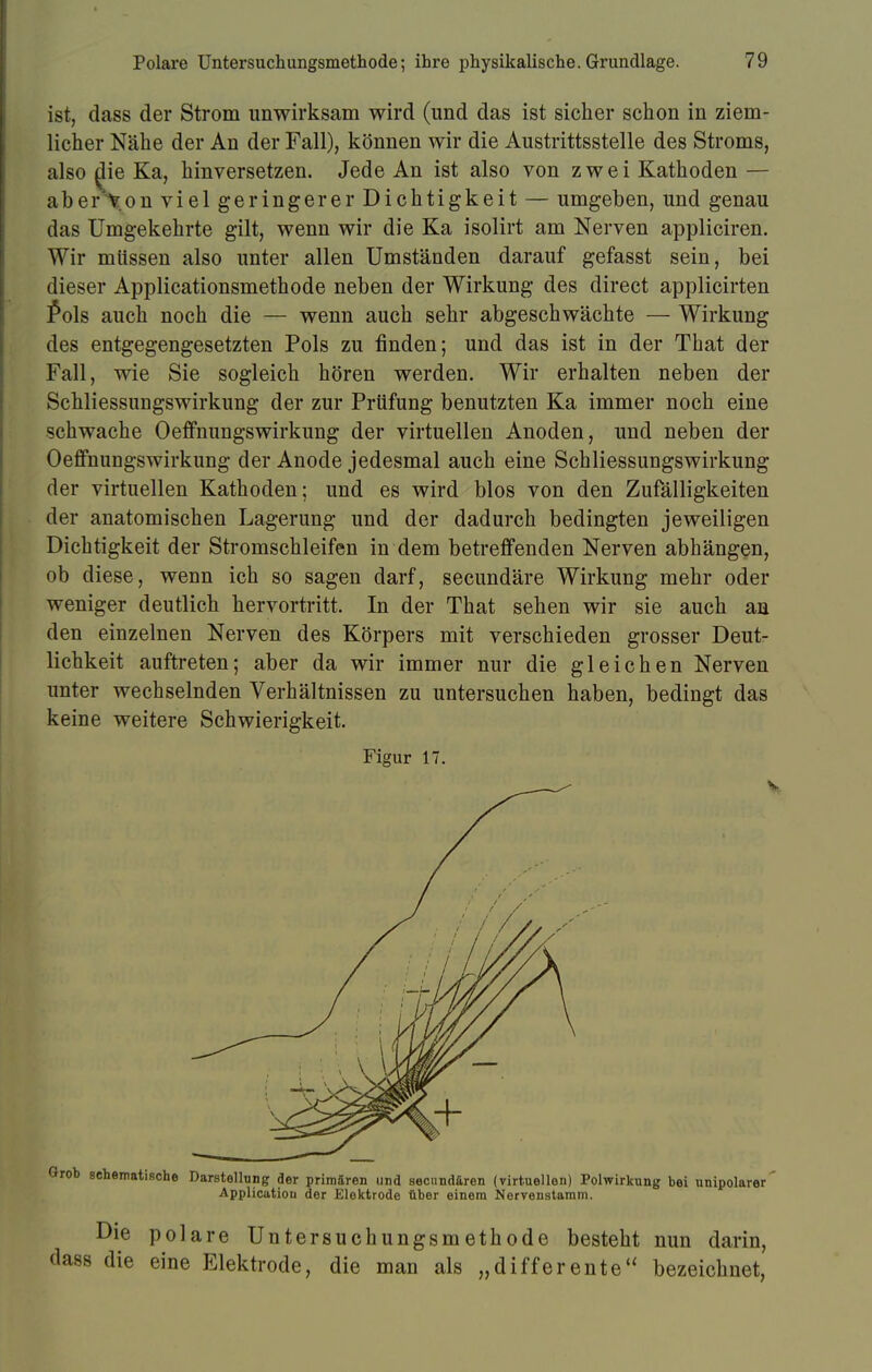 ist, dass der Strom unwirksam wird (und das ist sicher schon in ziem- licher Nähe der An der Fall), können wir die Austrittsstelle des Stroms, also {lie Ka, hinversetzen. Jede An ist also von zwei Kathoden — aber'Von viel geringerer Dichtigkeit — umgeben, und genau das Umgekehrte gilt, wenn wir die Ka isolirt am Nerven appliciren. Wir müssen also unter allen Umständen darauf gefasst sein, bei dieser Applicationsmethode neben der Wirkung des direct applicirten £ols auch noch die — wenn auch sehr abgeschwächte — Wirkung des entgegengesetzten Pols zu finden; und das ist in der That der Fall, wie Sie sogleich hören werden. Wir erhalten neben der Schliessungswirkung der zur Prüfung benutzten Ka immer noch eine schwache Oeffnungswirkung der virtuellen Anoden, und neben der Oeffnungswirkung der Anode jedesmal auch eine Schliessungswirkung der virtuellen Kathoden; und es wird blos von den Zufälligkeiten der anatomischen Lagerung und der dadurch bedingten jeweiligen Dichtigkeit der Stromschleifen in dem betreffenden Nerven abhängen, ob diese, wenn ich so sagen darf, secundäre Wirkung mehr oder weniger deutlich hervortritt. In der That sehen wir sie auch an den einzelnen Nerven des Körpers mit verschieden grosser Deut- lichkeit auftreten; aber da wir immer nur die gleichen Nerven unter wechselnden Verhältnissen zu untersuchen haben, bedingt das keine weitere Schwierigkeit. Figur 17. »* V / /' Grob schematische Darstellung der primären und secundären (virtuellen) Polwirkung bei unipolarer Application der Elektrode über einem Nervenstamm. Die polare Untersuchungsmethode besteht nun darin, dass die eine Elektrode, die man als „differente bezeichnet,