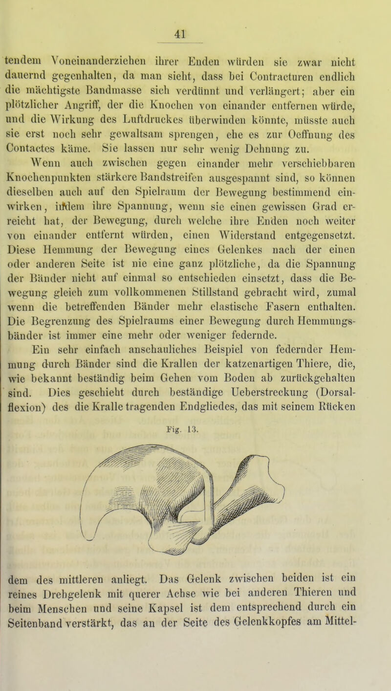 41* tendem \'oneinanderzieheii ihrer Enden würden sie zwar nicht dauernd gegenhalten, da man sieht, dass bei Contracturen endlich die mächtigste Bandmasse sich verdünnt und verlängert; aber ein plötzlicher Angriff, der die Knochen von einander entfernen würde, und die Wirkung des Luftdruckes überwinden könnte, müsstc auch sie erst noch sehr gewaltsam sprengen, ehe es zur Oeffnung des Contactcs käme. Sie lassen nur sehr wenig Dehnung zu. Wenn auch zwischen gegen einander mehr verschiebbaren Knochenpunkten stärkere Bandstreifen ausgespannt sind, so können dieselben auch auf den Spielraum der Bewegung bestimmend ein- wirken, iifdem ihre Spannung, wenn sie einen gewissen Grad er- reicht hat, der Bewegung, durch welche ihre Enden noch weiter von einander entfernt würden, einen Widerstand entgegensetzt. Diese Hemmung der Bewegung eines Gelenkes nach der einen oder anderen Seite ist nie eine ganz plötzhche, da die Spannung der Bänder nicht auf einmal so entschieden einsetzt, dass die Be- wegung gleich zum vollkommenen Stillstand gebracht wird, zumal wenn die betreffenden Bänder mehr elastische Fasern enthalten. Die Begrenzung des Spielraums einer Bewegung durch Hemmungs- bänder ist immer eine mehr oder weniger federnde. Ein sehr einfach anschauliches Beispiel von federnder Hem- mung durch Bänder sind die Krallen der katzenartigen Thiere, die, wie bekannt beständig beim Gehen vom Boden ab zurückgehalten sind. Dies geschieht durch beständige Ueberstreckung (Dorsal- flexion) des die Kralle tragenden Endgliedes, das mit seinem Rücken Fig. 13. dem des mittleren anliegt. Das Gelenk zwischen beiden ist ein reines Drehgelenk mit querer Achse wie bei anderen Thieren und beim Menschen und seine Kapsel ist dem entsprechend durch ein Seitenband verstärkt, das an der Seite des Gelenkkopfes am Mittel-