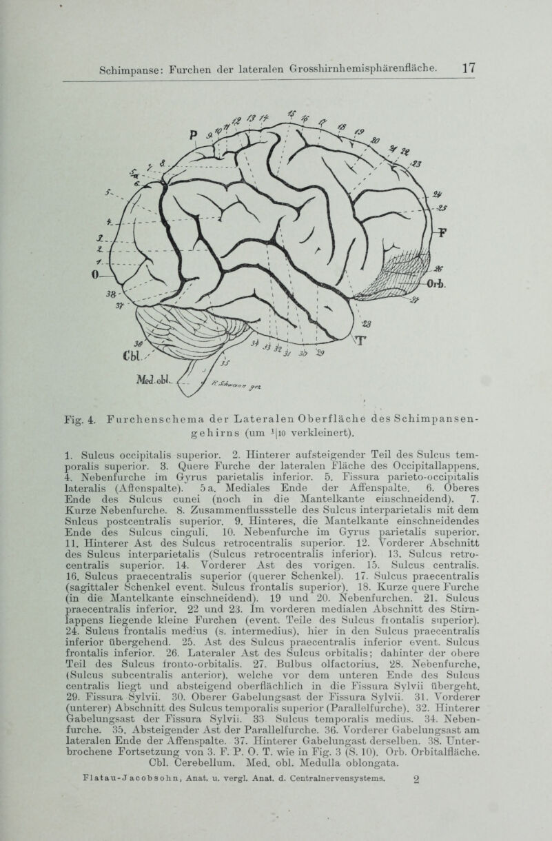 Fig. 4. Fiirchenschema der Lateralen Oberfläche des Schimpansen- gehirns (um ijio verkleinert). I. Sulcus occipitalis superior. 2. Hinterer aufsteigender Teil des Sulcus tem- poralis superior. 3. Quere Furche der lateralen Fläche des Occipitallappens. 4. Nebenfurche im G^a-us parietalis inferior. 5. Fissura parieto-occipitalis lateralis (Affcnspalte). 5 a. Mediales Ende der Affenspalte. 6. Oberes Ende des Sulcus cunei (noch in die Mantelkante einschneidend). 7. Kurze Nebenfurche. 8. Zusammenflussstelle des Sulcus interparietalis mit dem Sulcus postcentralis superior. 9. Hinteres, die Mantelkante einschneidendes Ende des Sulcus cinguli. 10. Nebenfurche im Gyrus parietalis superior. II. Hinterer Ast des Sulcus retrocentralis superior. 12. Vorderer Abschnitt des Sulcus interparietalis (Sulcus retrocentralis inferior). 13, Sulcus retro- centralis superior. 14. Vorderer Ast des vorigen. 15. Sulcus centralis. 16. Sulcus praecentralis superior (querer Schenkel). 17. Sulcus praecentralis (sagittaler Schenkel event. Sulcus frontalis superior). 18. Kurze quere Furche (in die Mantelkante einschneidend). 19 und 20. Nebenfurchen. 21. Sulcus praecentralis inferior. 22 und 23. Im vorderen medialen Abschnitt des Stirn- lappens liegende kleine Furchen (event. Teile des Sulcus frontalis superior). 24. Sulcus frontalis medius (s. intermedius), hier in den Sulcus praecentralis inferior übergehend. 25. Ast des Sulcus praecentralis inferior event. Sulcus frontalis inferior. 26. Lateraler Ast des Sulcus orbitalis; dahinter der obere Teil des Sulcus fronto-orbitalis. 27. Bulbus olfactorius. 28. Nebenfurche, (Sulcus subcentralis anterior), welche vor dem unteren Ende des Sulcus centralis liegt und absteigend oberflächlich in die Fissura Sylvii übergeht, 29. Fissura Sylvii. 30. Oberer Gabehmgsast der Fissura Sylvii. 31. Vorderer (unterer) Abschnitt des Sulcus temporalis superior (Parallelfurche). 32. Hinterer Gabelungsast der Fissura Sylvii. 33 Sulcus temporalis medius. 34. Neben- furche. 35. Absteigender Ast der Parallelfurche. 36. Vorderer Gabelungsast am lateralen Ende der Affenspalte. 37. Hinterer Gabelungast derselben. 38. Unter- brochene Fortsetzung von 3. F. P. 0. T. wie in Fig. 3 (S. 10). Orb. Orbitalfläche. Cbl. Cerebellum. Med. obl. MeduUa oblongata. Flatau-Jacobsohn, Anat. u. vergl. Anat. d. Centrainervensystems. 2