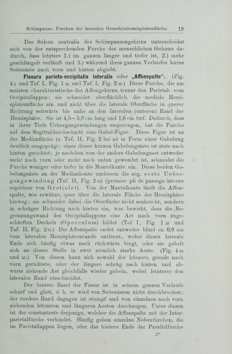 Der Snlcus centralis des ScLimpansengehirns unterscheidet sich von der entsprechenden Furche des menschhchen Gehirns da- durch, dass letztere 1.) im ganzen länger und tiefer ist, 2.) mehr geschlängelt verläuft und 3.) während ihres ganzen Verlaufes kurze Seitenäste nach vorn und hinten abgiebt. Fissura parieto-occipitalis lateralis oder „Affenspalte. (Fig. -i 5 und Taf. I, Fig. 1 u und Taf. I, Fig. 2 le.) Diese Furche, die am meisten charakteristische des Affengehirns, trennt den Parietal- vom Occipitallappen; sie schneidet oberflächlich die mediale Hemi- sphärenfläche ein und zieht über die laterale Oberfläche in querer Richtung seitwärts bis nahe an den lateralen (imteren) Rand der Hemisphäre. Sie ist 4:,5—5,9 cm lang und 1,6 cm tief. Dadurch, dass in ihrer Tiefe üebergangswindungen emporragen, hat die Furche auf dem Sagittaldurchschnitt eine Gabel-Figur. Diese Figur ist an der Medianfläche (s. Taf. II, Fig. 2 bei le) in Form einer Gabelung- deutlich ausgeprägt; einer dieser kurzen Gabelungsäste ist stets nach hinten gerichtet; je nachdem nun der andere Gabelungsast entweder mehr nach vorn oder mehr nach unten gewendet ist, schneidet die Fui'che weniger oder tiefer in die Mantelkante ein. Diese beiden Ga- belungsäste an der Mediankante umfassen die sog, erste Ueber- gang s wind ung (Taf. II, Fig. 2 ]6) (premier pli de passage interne superieur von Gratiolet). Ton der Mantelkante läuft die Affen- spalte, wie erwähnt, quer über die laterale Fläche der Hemisphäre hinweg; sie schneidet dabei die Oberfläche nicht senkrecht, sondern in schräger Richtung nach hinten ein, w^as bewirkt, dass die,Be- grenzungswand des Occipitallappens eine Art nach vorn zuge- schärften Deckels (Operculum) bildet (Taf. I, Fig. 1 21 und Taf. II, Fig. 2 IT.) Die Affenspalte endet entweder blind ca. 0,8 cm vom lateralen Hemisphärenrande entfernt, wobei dieses laterale Ende sich häufig etwas nach rückwärts biegt, oder sie gabelt sich an dieser Stelle in zwei ziemlich starke Aeste. (Fig. 4 36 und 37.) Von diesen kann sich sowohl der kürzere, gerade nach vorn gerichtete, oder der längere schräg nach hinten und ab- wärts ziehende Ast gleichfalls wieder gabeln, w^obei letzterer den lateralen Rand einschneidet. Der hmtere Rand der Fissur ist in seinem ganzen Verlaufe scharf und glatt, d. h. er wird von Seitenästen nicht durchbrochen; der vordere Rand dagegen ist stumpf und von einzelnen nach vorn ziehenden kürzeren und längeren Aesten durchzogen. Unter diesen ist der constanteste derjenige, welcher die Affenspalte mit der Inter- parietalfurche verbindet. Häufig gehen einzelne Nebenfurchen, die im Parietallappen hegen, oder das hintere Ende der Parallelfurclie
