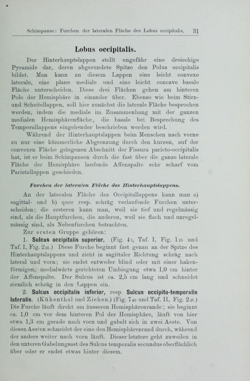 Lobus occipitalis. Der Hinterhauptslappen stellt -angefähr eine dreieckige Pyramide dar, deren abgerundete Spitze den Polns occipitalis bildet. Man kann an diesem Lappen eine leicht convexe laterale, eine plane mediale und eine leicht concave basale Fläche unterscheiden. Diese drei Flächen gehen am hinteren Pole der Hemisphäre in einander über. Ebenso wie beim Stirn- und Scheitellappen, soll hier zunächst die laterale Fläche besprochen werden, indem die mediale im Zusanunenhang mit der ganzen medialen Hemisphärenfläche, die basale bei Besprechung des Temporallappens eingehender beschrieben werden wird. Während der Hinterhauptslappen beim Menschen nach vorne zu nur eine kümmerliche Abgrenzung durch den kurzen, auf der convexen Fläche gelegenen Abschnitt der Fissura parieto-occipitalis hat, ist er beim Schimpansen durch die fast über die ganze laterale Fläche der Hemisphäre laufende Affenspalte sehr scharf vom Parietallappen geschieden. Furchen der lateralen Flt'iche des IJinterhaiiptslappens. An der lateralen Fläche des Occipitallappens kann man a) sagittal- und b) quer resp. schräg verlaufende Furchen unter- scheiden; die ersteren kann man, weil sie tief und regelmässig sind, als die Hauptfurchen, die anderen, weil sie flach und unregel- mässig sind, als Nebenfurchen betrachten. Zur ersten Gruppe gehören: 1. Suicus occipitalis superior. (Fig. 4i, Taf. I, Fig. Iis und Taf. I, Fig. 2-21.) Diese Furche beginnt fast genau an der Spitze des Hinterhauptslappens und zieht in sagittaler Richtung schräg nach lateral und vorn; sie endet entweder blind oder mit einer haken- förmigen, medialwärts gerichteten Umbiegung etwa 1,0 cm hinter der Affenspalte. Der Suicus ist ca. 2,5 cm lang und schneidet ziemlich schräg in den Lappen ein. 2. Suicus occipitalis inferior, resp. Suicus occipito-temporaiis lateralis. (Kükenthal und Ziehen.) (Fig. 74o und Taf. II, Fig. 22i.) Die Furche läuft direkt am äusseren Hemisphärenrande ; sie beginnt ca. 1,0 cm vor dem hinteren Pol der Hemisphäre, läuft von hier etwa 1,3 cm gerade nach vorn und gabelt sich in zwei Aeste. Yon diesen Aesten schneidet der eine den Hemisphärenrand durch, während der andere weiter nach vorn läuft. Dieser letztere geht zuweilen in den unteren Gabelungsast des Suicus temporalis secundus oberflächlich über oder er endet etwas hinter diesem.