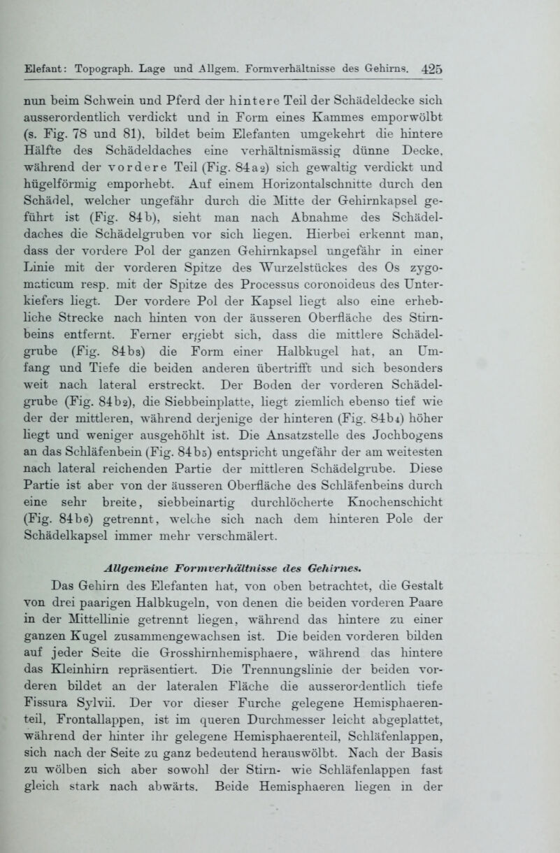 nun beim Schwein und Pferd der hintere Teil der Schädeldecke sich ausserordentlich verdickt und in Form eines Kammes empor wölbt (s. Fig. 78 und 81), bildet beim Elefanten umgekehrt die hintere Hälfte des Schädeldaches eine verhältnismässig dünne Decke, während der vordere Teil (Fig. 84a2) sich gewaltig verdickt und hügelförmig emporhebt. Auf einem Horizontalschnitte durch den Schädel, welcher ungefähr durch die ]\Iitte der Gehirnkapsel ge- führt ist (Fig. 84b), sieht man nach Abnahme des Schädel- daches die Schädelgruben vor sich liegen. Hierbei erkennt man, dass der vordere Pol der ganzen Gehirnkapsel ungefähr in einer Linie mit der vorderen Spitze des ^urzelstückes des Os zygo- maticum resp. mit der Spitze des Processus coronoideus des Unter- kiefers liegt. Der vordere Pol der Kapsel liegt also eine erheb- liche Strecke nach hinten von der äusseren Oberlläche des Stirn- beins entfernt. Ferner ergiebt sieh, dass die mittlere Schädel- grube (Fig. 84b3) die Form einer Halbkugel hat. an Um- fang und Tiefe die beiden anderen übertrifft und sich besonders weit nach lateral erstreckt. Der Boden der vorderen Schädel- grube (Fig. 84b2), die Siebbeinplatte, liegt ziemlich ebenso tief wie der der mittleren, während derjenige der hinteren (Fig. 84b4) höher liegt und weniger ausgehölilt ist. Die Ansatzstelle des Jochbogens an das Schläfenbein (Fig. 84b5) entspricht ungefähr der am weitesten nach lateral reichenden Partie der mittleren Schädelgrube. Diese Partie ist aber von der äusseren Oberfläche des Schläfenbeins durch eine sehr breite, siebbeinartig durchlöcherte Knochenschicht (Fig. 84b6) getrennt, welche sich nach dem hinteren Pole der Schädelkapsel immer mehr verschmälert. Allgemeine Formverhältnisse des Gehirnes* Das Gehirn des Elefanten hat. von oben betrachtet, die Gestalt von drei paarigen Halbkugeln, von denen die beiden vorderen Paare in der Mittellinie getrennt liegen, während das hintere zu einer ganzen Kugel zusammengewachsen ist. Die beiden vorderen bilden auf jeder Seite die Grosshirnhemis|)haere, während das hintere das Kleinhirn repräsentiert. Die Trennungslinie der beiden vor- deren bildet an der lateralen Fläche die ausserordentlich tiefe Fissura Sylvii. Der vor dieser Furche gelegene Hemisphaeren- teil, Frontallappen, ist im queren Durchmesser leicht abgeplattet, während der hinter ihr gelegene Hemisphaerenteil, Schläfenlappen, sich nach der Seite zu ganz bedeutend herauswölbt. Nach der Basis zu wölben sich aber sowohl der Stirn- wie Schläfenlappen fast gleich stark nach abwärts. Beide Hemisphaeren liegen m der