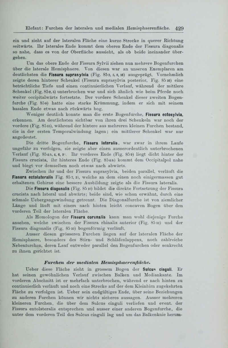 ein und zieht auf der lateralen Fläche eine kurze Strecke in querer Richtung seitwärts. Ihr laterales Ende kommt dem oberen Ende der Fissura diagonalis so nahe, dass es von der Oberfläche aussieht, als ob beide ineinander über- gehen. Um das obere Ende der Fissura Sylvii ziehen nun mehrere Bogenfurchen über die laterale Hemisphaere. Von diesen war an unseren Exemplaren am deutlichsten die Fissura suprasylvia (Fig. 85 2, 5,8, le) ausgeprägt. Vornehmlich zeigte deren hinterer Schenkel (Fissura suprasylvia posterior, Fig. 8516) eine beträchtliche Tiefe und einen continuierlichen Verlauf, während der mittlere Schenkel (Fig. 852, 5) unterbrochen war und sich ähnlich wie beim Pferde noch weiter occipitalwärts fortsetzte. Der vordere Schenkel dieser zweiten Bogen- furche (Fig. 858) hatte eine starke Krümmung, indem er sich mit seinem basalen Ende etwas nach rückwärts bog. V^'eniger deutlich konnte man die erste Bogenfurche, Fissura ectosylvia, erkennen. Am deutlichsten sichtbar von ihren drei Schenkeln war noch der vordere (Fig. 8515), während der hintere aus mehreren kleinen Furchen bestand, die in der ersten Temporalwindung lagen; ein mittlerer Schenkel war nur angedeutet. Die dritte Bogenfurche, Fissura lateralis, war zwar in ihrem Laufe ungefähr zu verfolgen, sie zeigte aber einen ausserordentlich unterbrochenen Verlauf (Fig. 854 a, 4, 6, 9 . Ihr vorderes Ende (Fig. 859) liegt dicht hinter der Fissura cruciata, ihr hinteres Ende (Fig. 854 a) kommt dem Occipitalpol nahe und biegt vor demselben noch etwas nach abwärts. Zwischen ihr und der Fissura suprasylvia, beiden parallel, verläuft die Fissura ectolateralis Fig. 85 7,3), welche an dem einen noch einigermassen gut erhaltenen Gehirne eine bessere Ausbildung zeigte als die Fissura lateralis. Die Fissura diagonalis (Fig. 8510) bildet die direkte Fortsetzung der Fissura cruciata nach lateral und abwärts; beide sind, wie schon erwähnt, durch eine schmale Uebergangswindung getrennt. Die Diagonalfurche ist von ziemlicher Länge und läuft mit einem nach hinten leicht concaven Bogen über den vorderen Teil der lateralen Fläche. Als Homologon der Fissura coronaiis kann man wohl diejenige Furche ansehen, welche zwischen der Fissura rhinalis anterior (Fig. 8512) und der Fissura diagonalis (Fig. 85 10) bogenförmig verläuft. Ausser diesen grösseren Furchen liegen auf der lateralen Fläche der Hemisphaere, besonders des Stirn- und Schläfenlappens, noch zahlreiche Nebenfurchen, deren Lauf entweder parallel den Bogenfurchen oder senkrecht zu ihnen gerichtet ist. Furcheii der medialen Heniisjj/iaerenfläche. lieber diese Fläche zieht in grossem Bogen der Sulcu<« cinguli. Er hat seinen gewöhnlichen Verlauf zwischen Balken und Mediankante. Im vorderen Abschnitt ist er mehrfach unterbrochen, während er nach hinten zu continuierlich verläuft und noch eine Strecke auf der dem Kleinhirn zugekehrten Fläche zu verfolgen ist. Ueber sein endgültiges Ende, über seine Beziehungen zu anderen Furchen können wir nichts sicheres aussagen. Ausser mehreren kleineren Furchen, die über dem Sulcus cinguli verliefen und event. der Fissura entolateralis entsprechen und ausser einer anderen Bogenfurche, die unter dem vorderen Teil des Sulcus cinguli lag und um das Balkenknie herum-