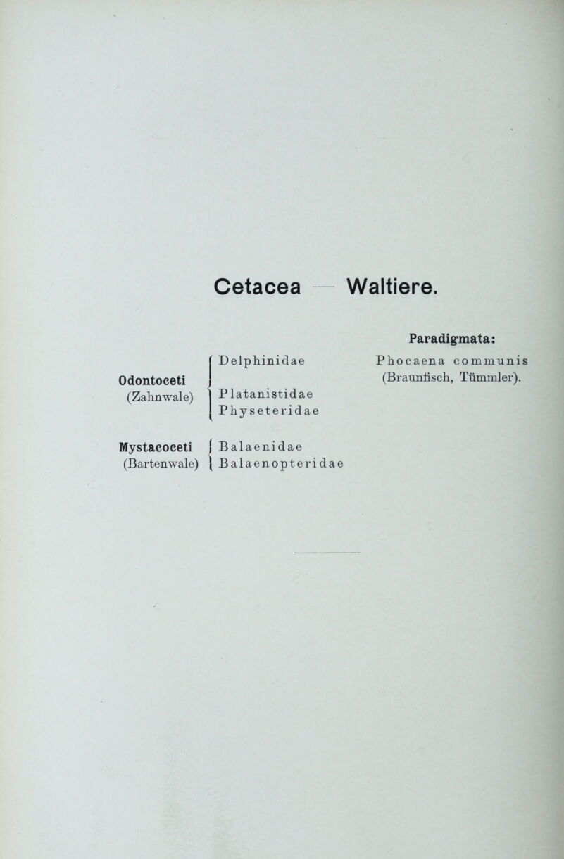 Cetacea — Waltiere. Odontoceti (Zahnwale) Delphinidae Platanistidae P h y s e t e r i d a e Paradigrmata: Phocaena communis (Braunüsch, Tümmler). Mystacoceti \ Balaenidae (Bartenwale) | Balaenopteridae