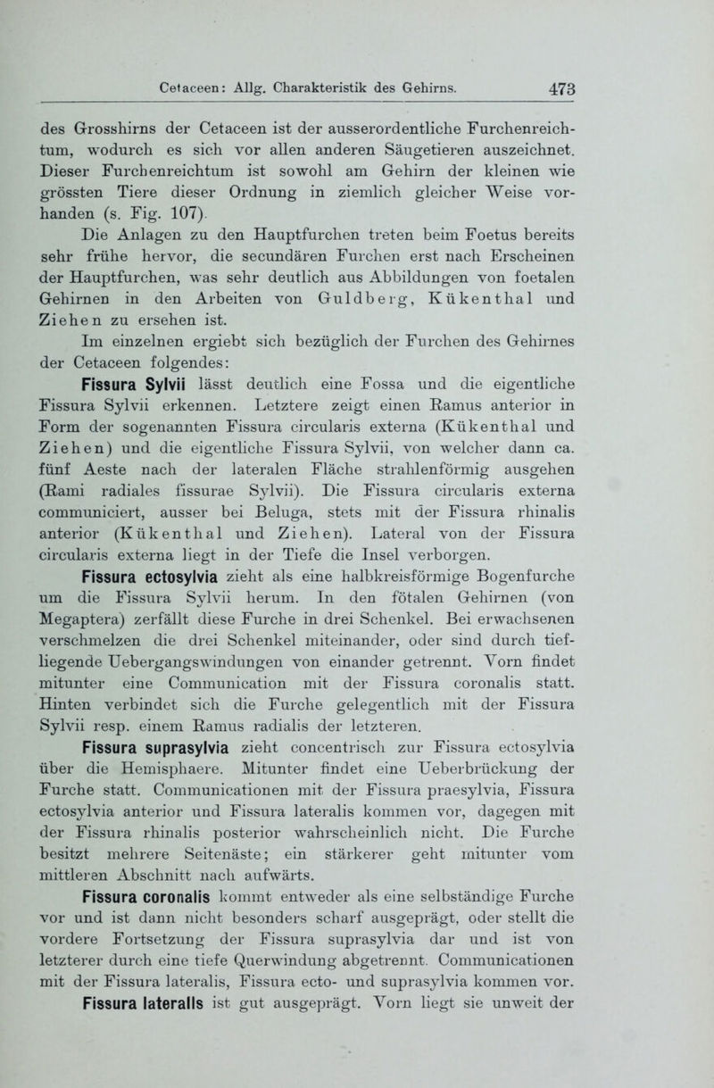 des Grosshirns der Cetaceen ist der ausserordentliche Furchenreich- tum, wodurch es sich vor allen anderen Säugetieren auszeichnet. Dieser Furchenreichtum ist sowohl am Gehirn der kleinen wie grössten Tiere dieser Ordnung in ziemlich gleicher Weise vor- handen (s. Fig. 107). Die Anlagen zu den Hauptfurchen treten beim Foetus bereits sehr frühe hervor, die secundären Furchen erst nach Erscheinen der Hauptfurchen, was sehr deutlich aus Abbildungen von foetalen Gehirnen in den Arbeiten von Guldberg, Kükenthal und Ziehen zu ersehen ist. Im einzelnen ergiebt sich bezüglich der Furchen des Gehirnes der Cetaceen folgendes: Fissura Sylvii lässt deutlich eine Fossa und die eigenthche Fissura Sylvii erkennen. Letztere zeigt einen E-amus anterior in Form der sogenannten Fissura circularis externa (Kükenthal und Ziehen) und die eigentliche Fissura Sylvii, von welcher dann ca. fünf Aeste nach der lateralen Fläche strahlenförmig ausgehen (Rami radiales fissurae S^^lvii). Die Fissura circularis externa communiciert, ausser bei Beluga, stets mit der Fissura rhinalis anterior (Kükenthal und Ziehen). Lateral von der Fissura circularis externa liegt in der Tiefe die Insel verborgen. Fissura ectosyivia zieht als eine halbkreisförmige Bogenfurche um die Fissura Sylvii herum. In den fötalen Gehirnen (von Megaptera) zerfällt diese Furche in drei Schenkel. Bei erwachsenen verschmelzen die drei Schenkel miteinander, oder sind durch tief- liegende Uebergangswmdungen von einander getrennt. Yorn findet mitunter eine Communication mit der Fissura coronalis statt. Hinten verbindet sich die Furche gelegentlich mit der Fissura Sylvii resp. einem Ramus radialis der letzteren. Fissura Suprasylvia zieht concentrisch zur Fissura ectosyivia über die Hemisphaere. Mitunter findet eine Ueberbrückung der Furche statt. Communicationen mit der Fissura praesylvia, Fissura ectosyivia anterior und Fissura lateralis kommen vor*, dagegen mit der Fissura rhinalis posterior wahrscheinlich nicht. Die Furche besitzt mehrere Seitenäste; ein stärkerer geht mitunter vom mittleren Abschnitt nach aufwärts. Fissura coronalis kommt entweder als eine selbständige Furche vor und ist dann nicht besonders scharf ausgeprägt, oder stellt die vordere Fortsetzung der Fissura suprasylvia dar und ist von letzterer durch eine tiefe Querwindung abgetrennt. Communicationen mit der Fissura lateralis, Fissura ecto- und suprasylvia kommen vor. Fissura lateralis ist gut ausgeprägt. Vorn liegt sie unweit der