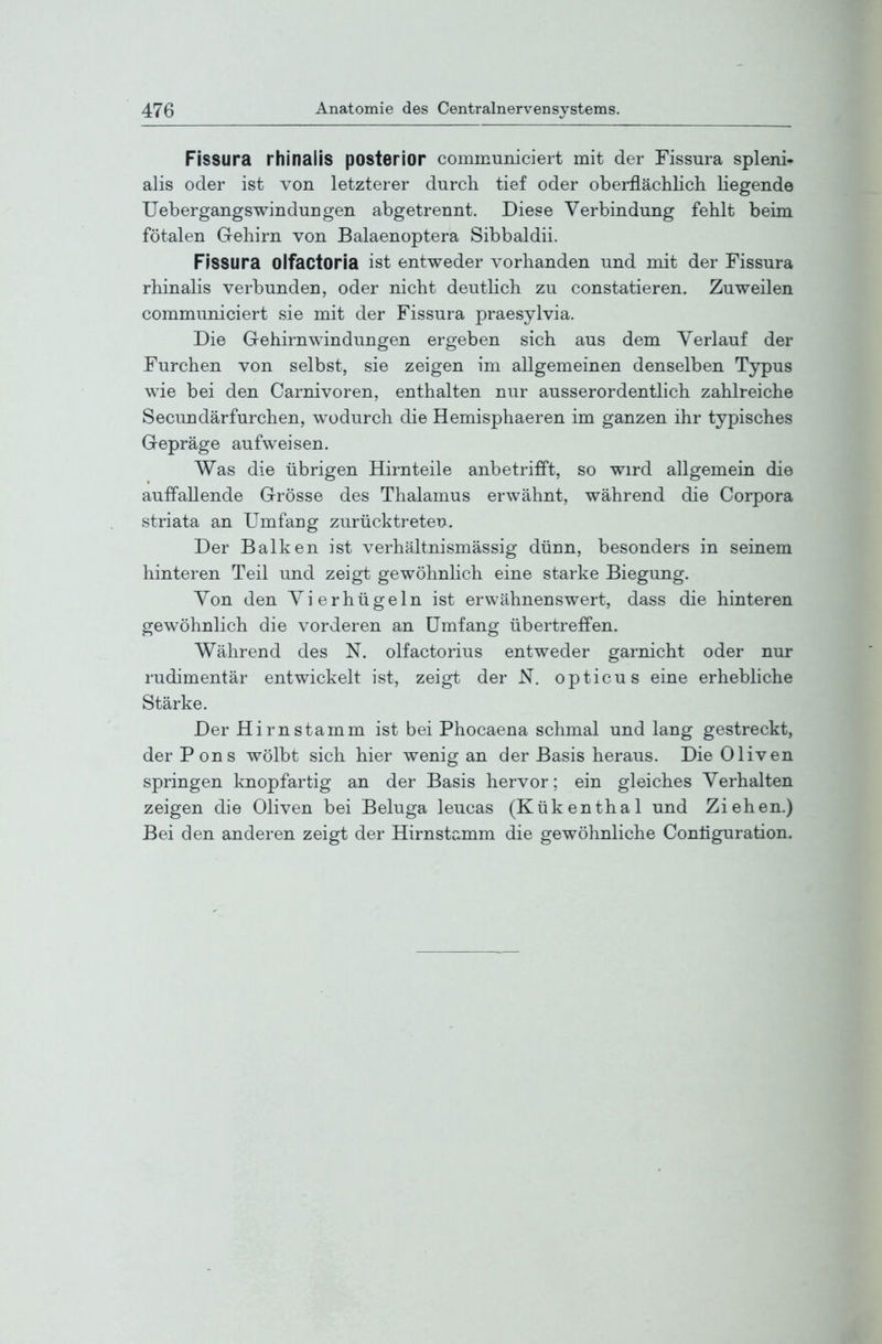 Fissura rhinalis posterior communiciert mit der Fissura spleni- alis oder ist von letzterer durch tief oder oberflächlich Hegende Uebergangswindungen abgetrennt. Diese Verbindung fehlt beim fötalen Gehirn von Balaenoptera Sibbaldii. Fissura Olfactoria ist entweder vorhanden und mit der Fissura rhinalis verbunden, oder nicht deutlich zu constatieren. Zuweilen communiciert sie mit der Fissura praesylvia. Die Gehirnwindungen ergeben sich aus dem Verlauf der Furchen von selbst, sie zeigen im allgemeinen denselben Typus wie bei den Carnivoren, enthalten nur ausserordentlich zahlreiche Secundärfurchen, wodurch die Hemisphaeren im ganzen ihr typisches Gepräge aufweisen. Was die übrigen Hirnteile anbetrifft, so wird allgemein die auffallende Grösse des Thalamus erwähnt, während die Corpora striata an Umfang zurücktreteu. Der Balken ist verhältnismässig dünn, besonders in seinem hinteren Teil und zeigt gewöhnlich eine starke Biegung. Von den Vierhügeln ist erwähnenswert, dass die hinteren gewöhnlich die vorderen an Umfang übertreffen. Während des N. olfactorius entweder garnicht oder nur rudimentär entwickelt ist, zeigt der JST. opticus eine erhebliche Stärke. Der Hirnstamm ist bei Phocaena schmal und lang gestreckt, der Pons wölbt sich hier wenig an der Basis heraus. Die Oliven springen knopfartig an der Basis hervor; ein gleiches Verhalten zeigen die Oliven bei Beluga leucas (Kükenthal und Ziehen.) Bei den anderen zeigt der Hirnstamm die gewöhnliche Conliguration.